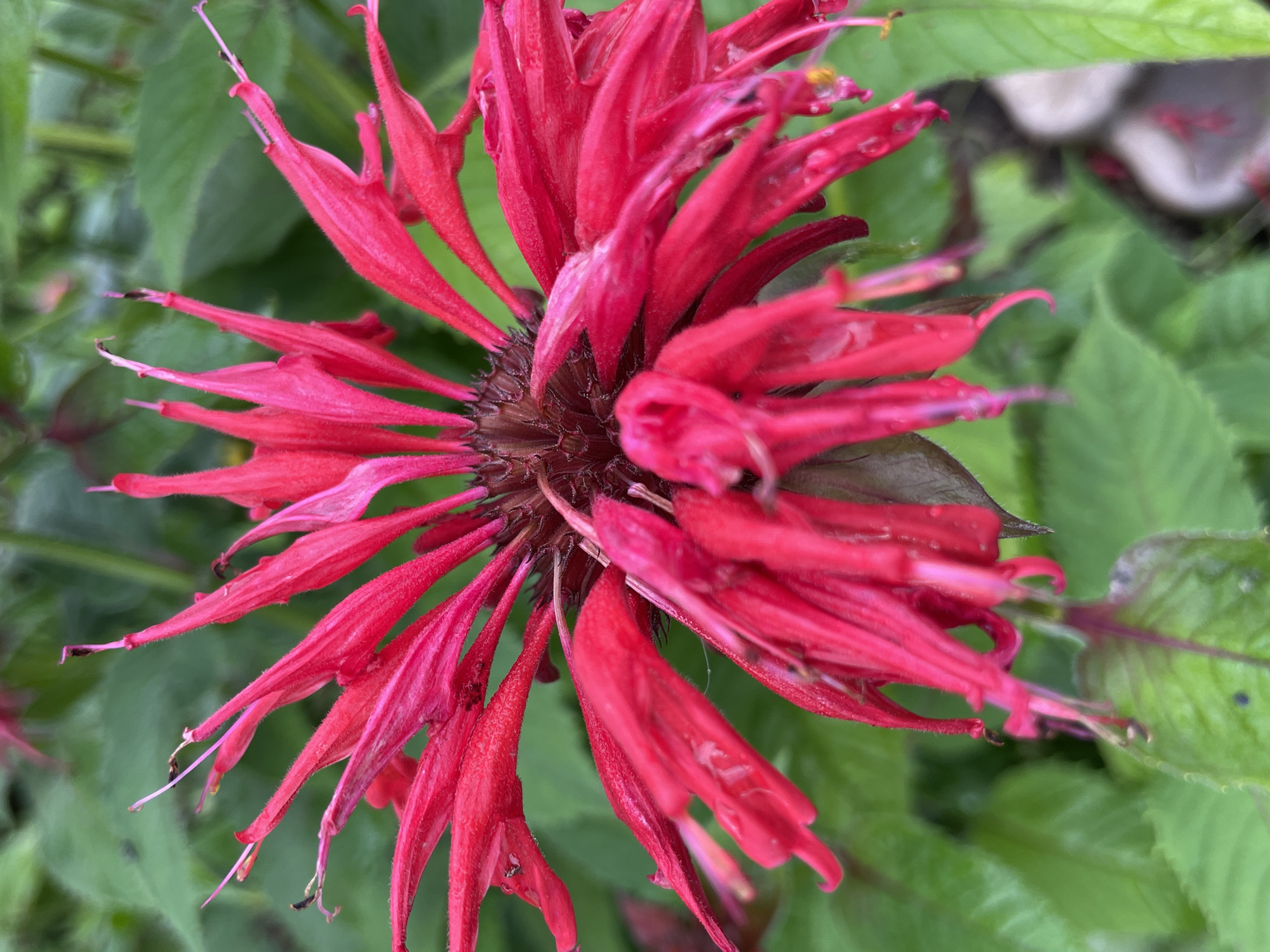 A close-up, eye-level, outdoor shot captures a vibrant red Bee Balm flower. The flower's spiky petals radiate outward from a central, darker core. The background is a blur of green foliage, suggesting a garden setting. The focus is sharp on the flower's petals, some of which are slightly curled or tipped with a dark hue. The image is cropped to emphasize the texture and intricate details of the bloom. No people or discernible urban elements are present in the frame, therefore, the location in Kumyonki, Russia cannot be determined.