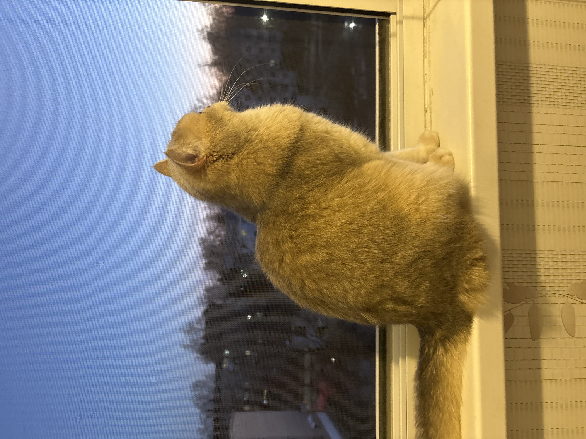 An orange cat is standing on its hind legs, peering out of a window. The window is a standard window frame, with a screen covering the glass. Outside the window, a cityscape is visible in the fading light, including apartment buildings and trees. The cat's tail hangs down, and its front paws are resting on the window frame. A patterned curtain is visible to the right of the window. The location is not explicitly identifiable as Chaikovsky, Russia, based on the provided image.
