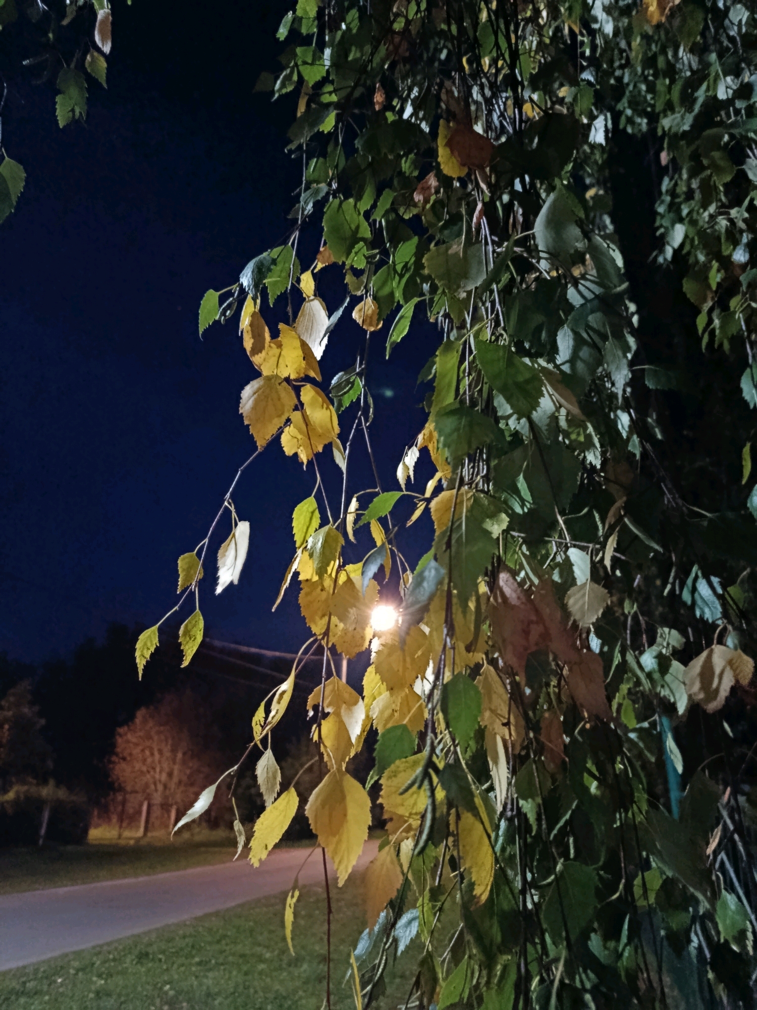 The image captures a close-up view of weeping birch tree branches with leaves in various stages of autumn color, ranging from green to yellow and brown, against a dark night sky. A street lamp glows softly in the background, illuminating some of the leaves and branches. In the distance, a paved road is visible, bordered by grass and trees. A fence and more trees are also discernible in the background. The scene appears to be set in a park or a residential area with street lighting. The location is identified as Verea, Russia. No people are present in the image.