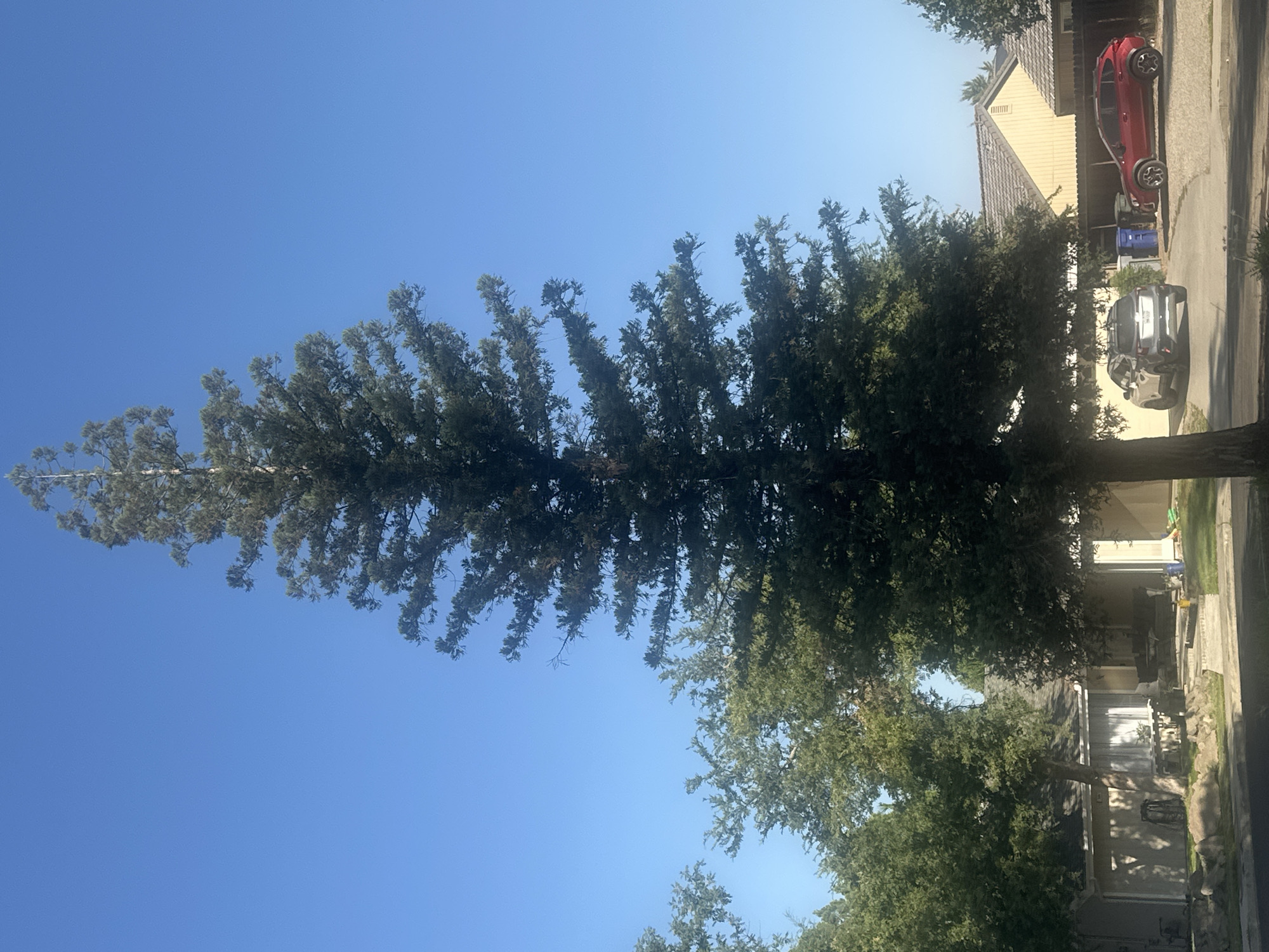 In the city of Clovis, United States of America, a tall, conical evergreen tree stands prominently in the foreground. Its dense foliage, appearing dark green, extends from its base to its tip. Behind the tree, a residential street is visible with houses and vehicles. A light-colored SUV and a red SUV are parked on a driveway. The houses have beige siding and tiled roofs. The sky above is a clear, bright blue.