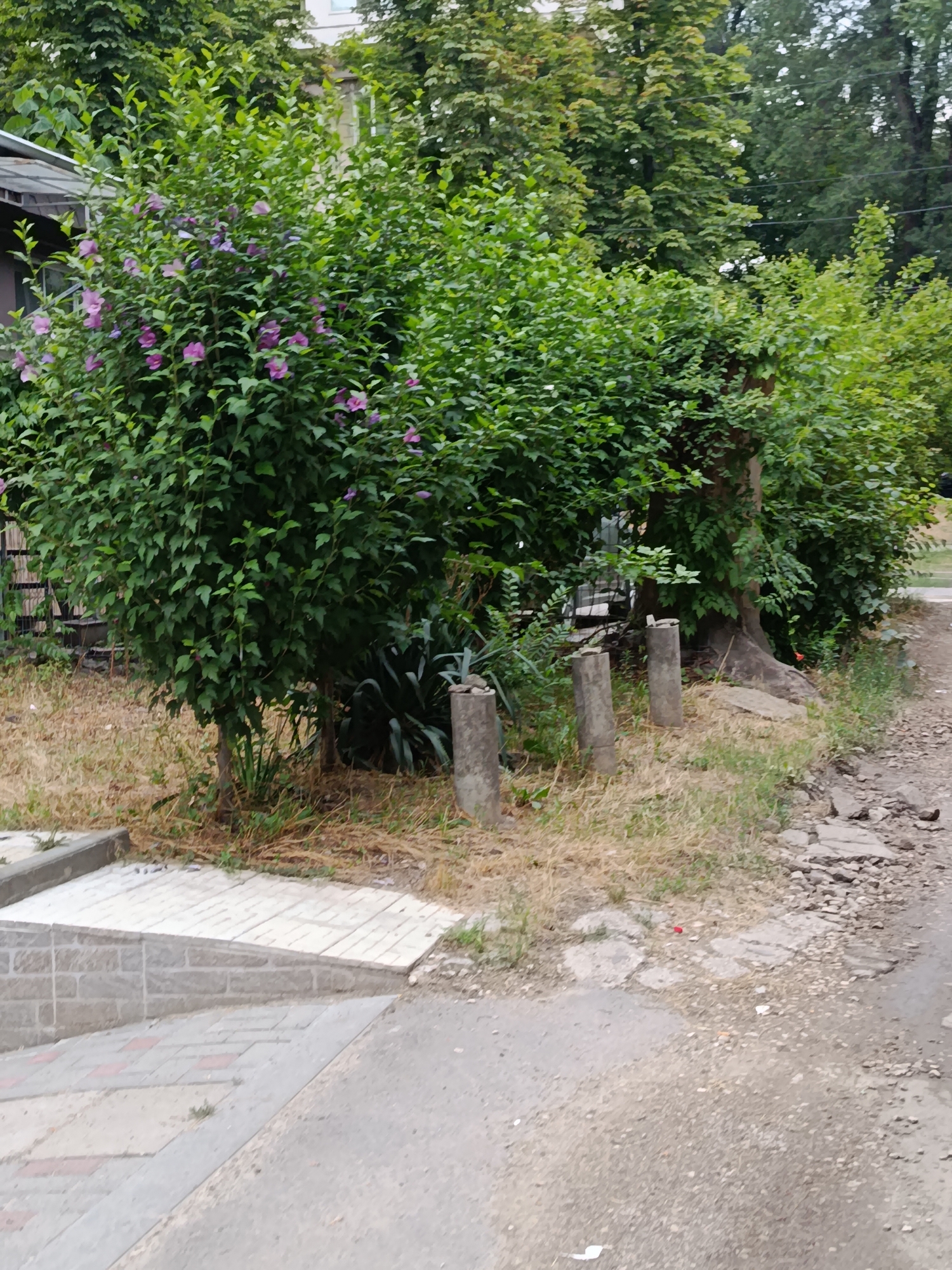 The image depicts an outdoor scene with a focus on lush green foliage, including a prominent flowering bush with pinkish-purple blossoms. In the foreground, a tiled ramp leads upwards, bordered by a brick wall on the left and paved ground on the right. Several concrete posts are visible in the mid-ground, standing amidst dry, yellowed grass. Behind the flowering bush, a larger tree trunk is partially visible, and further back, dense trees and the upper portion of a building are present. The ground beside the grass is uneven and appears to be a mixture of dirt, gravel, and broken pavement. The overall impression is of a somewhat overgrown urban or suburban setting. There are no people or animals visible in the image.