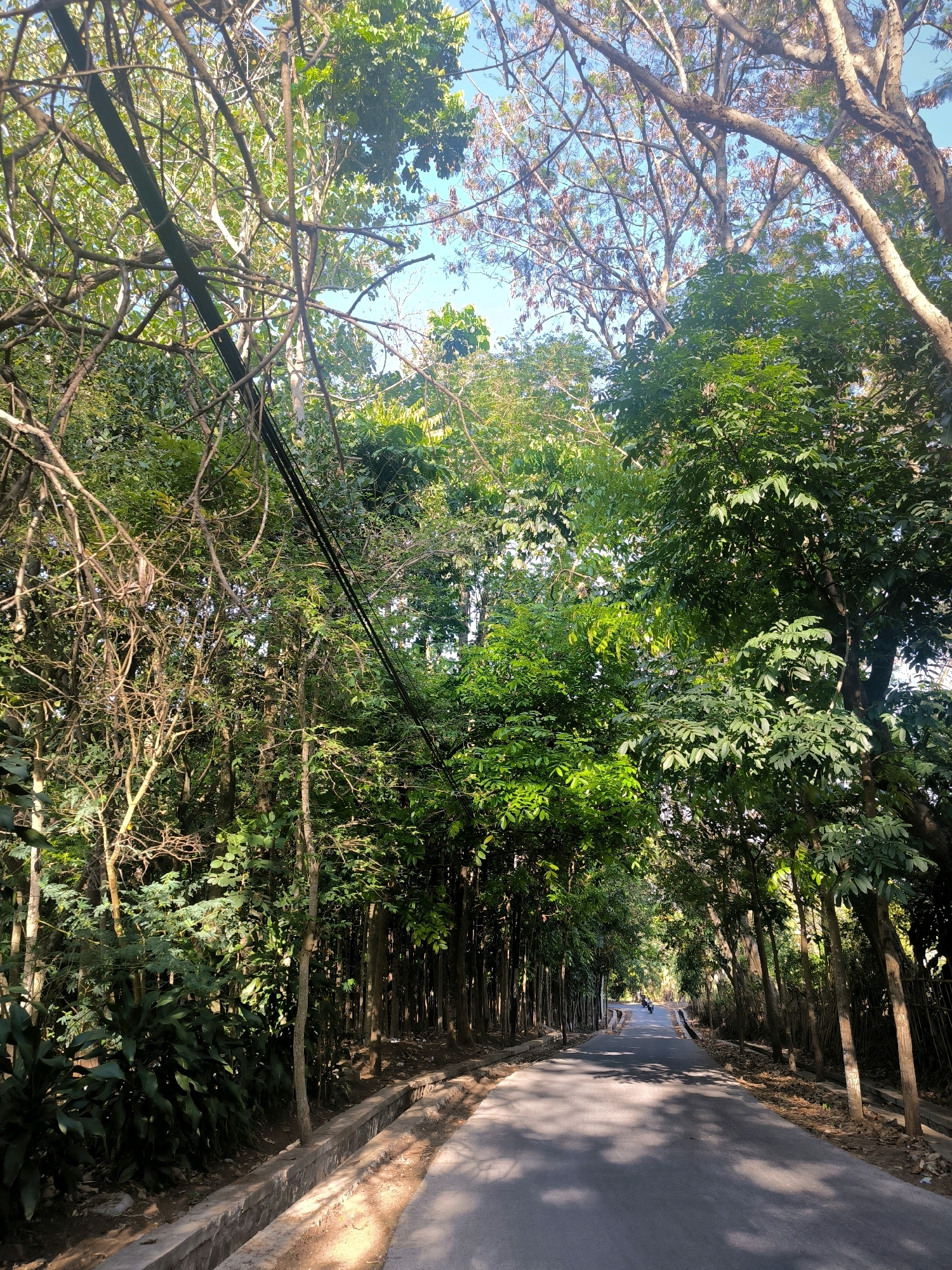 A paved road with a concrete drainage ditch on the left side winds through a dense forest. The road is lined with tall trees casting dappled shadows on the asphalt. The foliage is lush and green, with some bare branches visible, suggesting a tropical environment. The sky is visible through the canopy, appearing clear and blue. In the distance, a person on a motorcycle is traveling down the road. The image captures a serene, natural scene within a presumably urban or semi-urban setting, given the presence of a paved road and drainage system. The location is identified as Cisurupan, Garut, Indonesia.