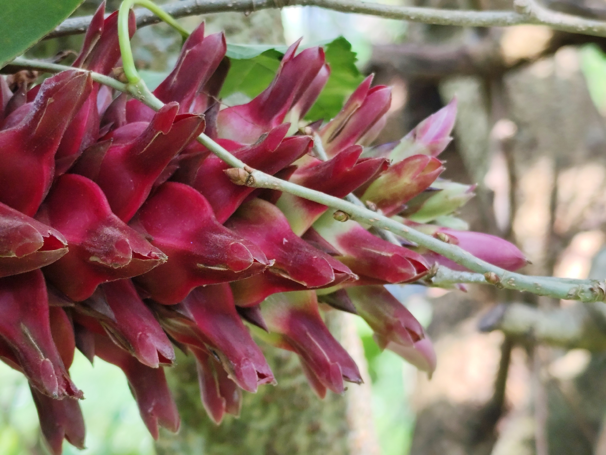A close-up, eye-level shot captures a cluster of deep red, tubular flowers with pointed tips, hanging from a thin, light green vine. The flowers are arranged in a cascading manner, with some fully open and others still in bud. A few green leaves are visible in the upper left corner, providing a backdrop of lush foliage. The background is blurred, with hints of tree trunks and dappled light suggesting an outdoor, natural setting. This scene was photographed in Jambewangi, Indonesia.