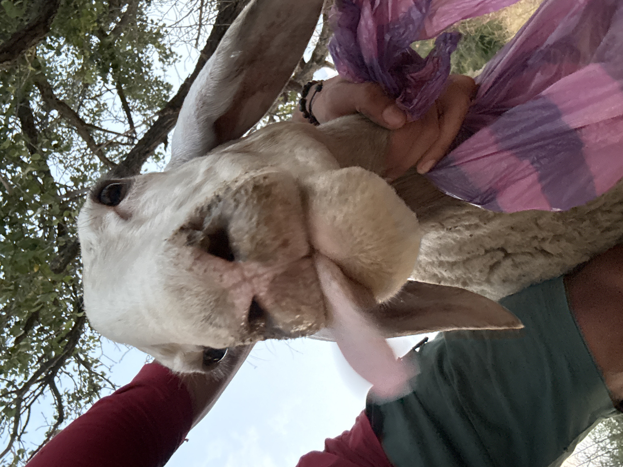 A close-up, low-angle shot captures a white goat with large ears and a pink tongue extended, reaching towards the camera. The goat's face fills most of the frame, with its eyes visible and a slightly muddy snout. A person's arm in a red shirt is on the left, and another person's hands are on the right, holding a crumpled purple and pink plastic bag. The background shows blurred green foliage and a bright sky, suggesting an outdoor setting. This image was taken in the village of Tankovo, Bulgaria.