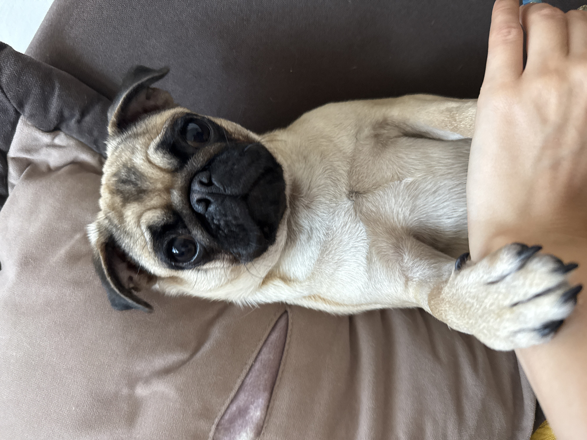 A close-up shot captures a fawn-colored pug dog looking directly at the camera with its head tilted slightly. The dog's large, dark eyes and wrinkled snout are prominent features. Its ears are partially visible, one folded forward and the other back. The pug is positioned on a surface that appears to be a sofa or cushion, with a neutral beige colored cushion visible to the left and a darker brown sofa armrest to the right. The dog's front paw is extended forward, resting on a human arm or hand that is partially in the frame at the bottom of the image. The human hand is light-skinned and has a ring on the ring finger, suggesting the image was taken indoors. The lighting is soft and diffused, suggesting natural light or ambient indoor lighting. The background is out of focus, highlighting the dog as the main subject. No specific city or location can be identified.