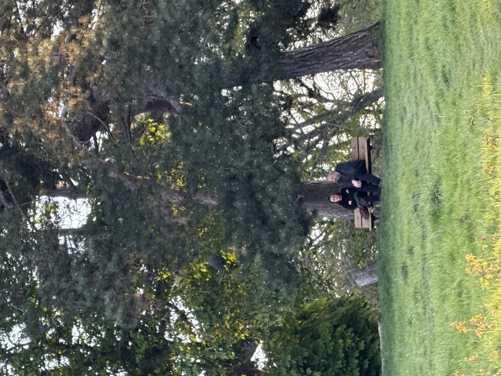 This image, correctly oriented, captures a tranquil scene in a London park or green space during what appears to be late afternoon or early evening. Two people are seated on a wooden park bench, positioned under the extensive canopy of large, mature trees.
The individual on the left of the bench is an older male, identifiable by his grey hair, and dressed in dark clothing. Beside him sits a younger female, also wearing dark attire. They are both looking generally forward, appearing relaxed and potentially engaged in quiet conversation or simply resting.
Dense foliage from large trees, possibly evergreens, dominates the left and upper parts of the frame, with sturdy trunks and branches visible. Sunlight filters through the leaves, creating bright highlights on the greenery and indicating the golden hour of the day. The right and lower portions of the image are filled with lush, vibrant green grass, softly illuminated by the warm light. The setting suggests a peaceful and calm environment. No visible text is present in the image.