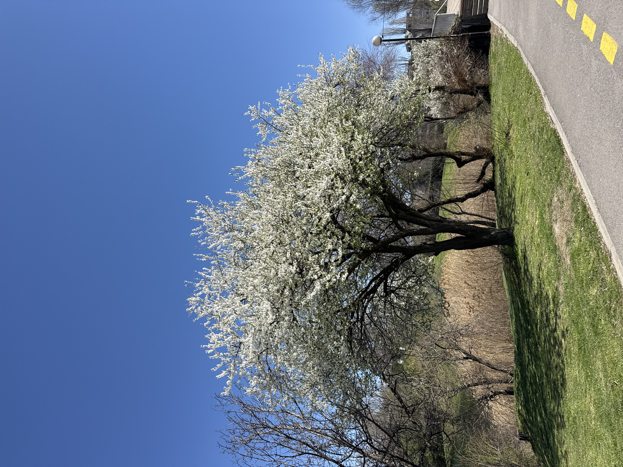 The image depicts a tree in full bloom with white flowers, set against a bright blue sky. A paved path with yellow markings runs alongside the grassy area where the tree is located. In the background, there is a building and a street lamp. The scene appears to be taken in a park or green space. Based on the available information, it is not possible to pinpoint the exact location in Sofia, Bulgaria.