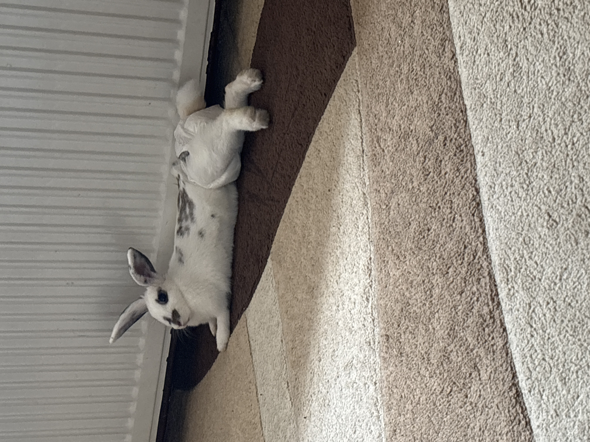 A white rabbit with black markings is lying on its side on a carpet. The rabbit is facing to the left and its ears are perked up. The carpet is a light brown and beige color and has a striped pattern. In the background, a white radiator can be seen. The scene appears to be indoors, likely in a residential setting. There is no information available about the city of Zabardo, Bulgaria in this image.