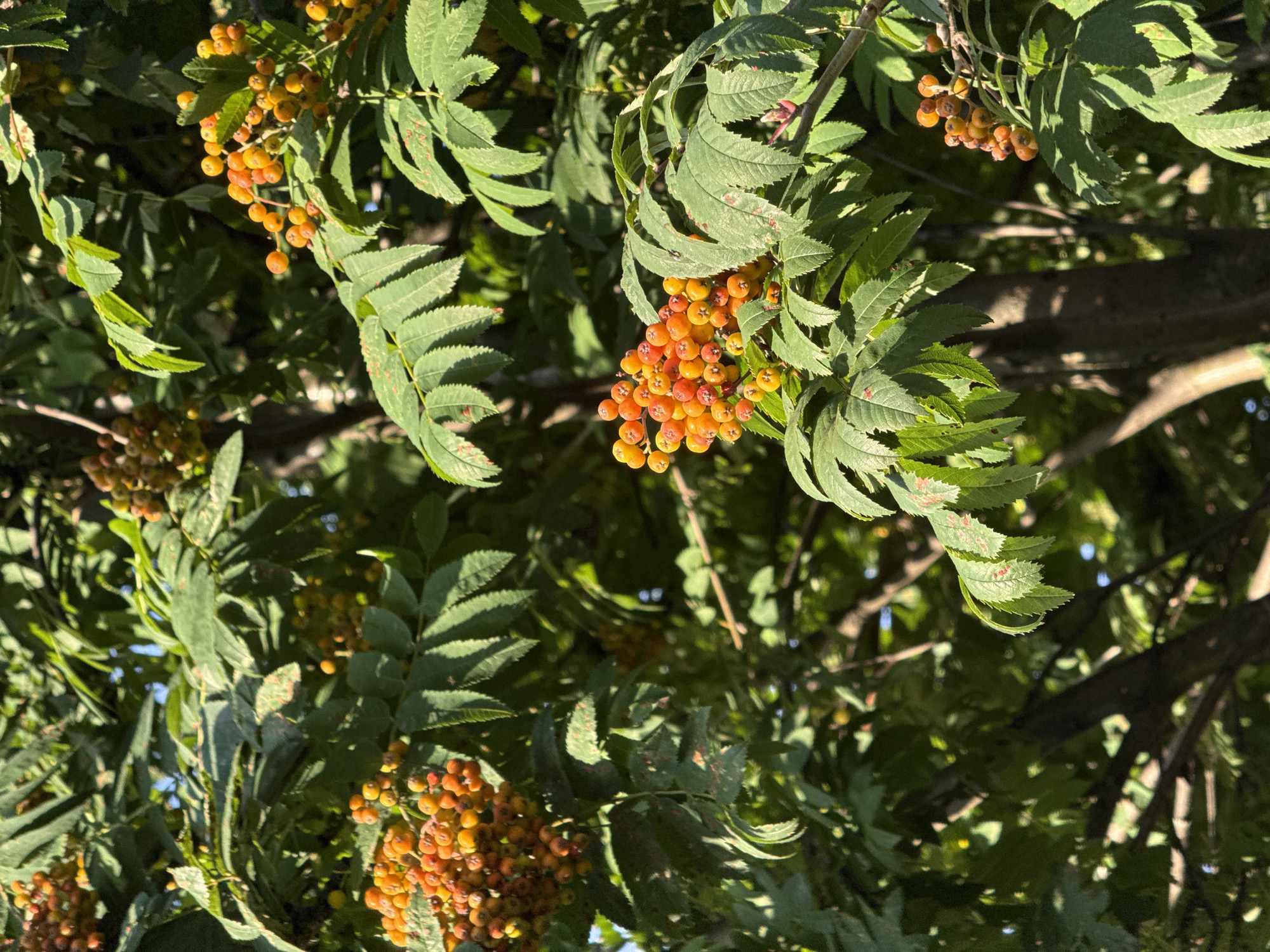 The image shows a close-up view of a rowan tree with clusters of bright orange berries against a backdrop of green leaves and dark branches. The lighting suggests it is daytime, with sunlight filtering through the foliage. The composition focuses on the berries and leaves, highlighting their texture and color. The location is described as "Unknown, Unknown," indicating that the specific city and region are not identified. There are no people or animals visible in the frame. The overall scene depicts a natural element within an urban or suburban environment, likely a park or garden.