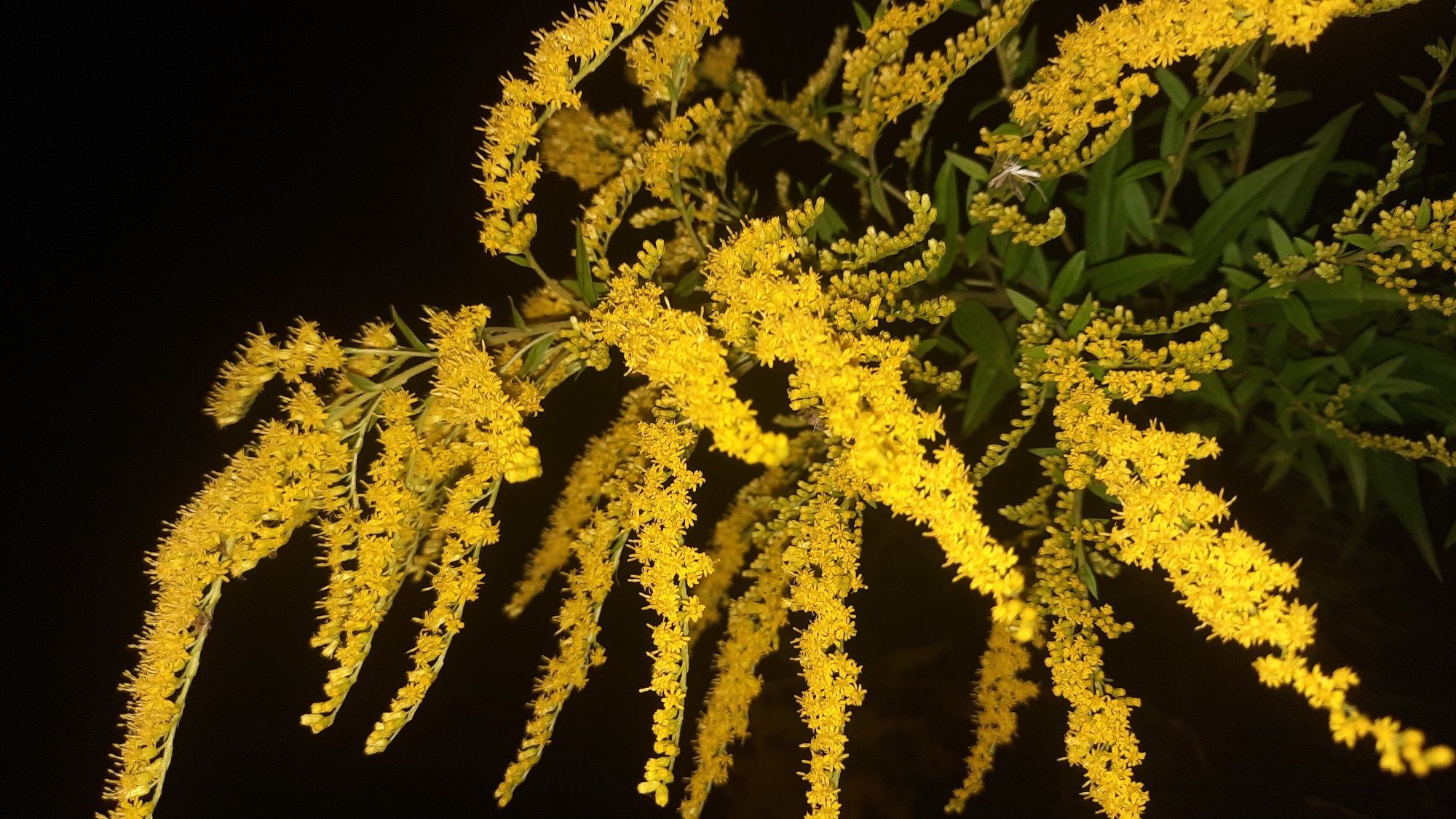 A close-up, low-angle shot showcases a cluster of bright yellow flowers against a dark background. The flowers are small and densely packed on long, drooping stems, creating a feathery appearance. Some green leaves are visible amongst the blooms. The lighting is dramatic, highlighting the yellow of the flowers and creating deep shadows. The scene appears to be outdoors at night, possibly in a park or garden in the city of Shklov, Belarus, where such wildflowers might be found. No people are present in the image.