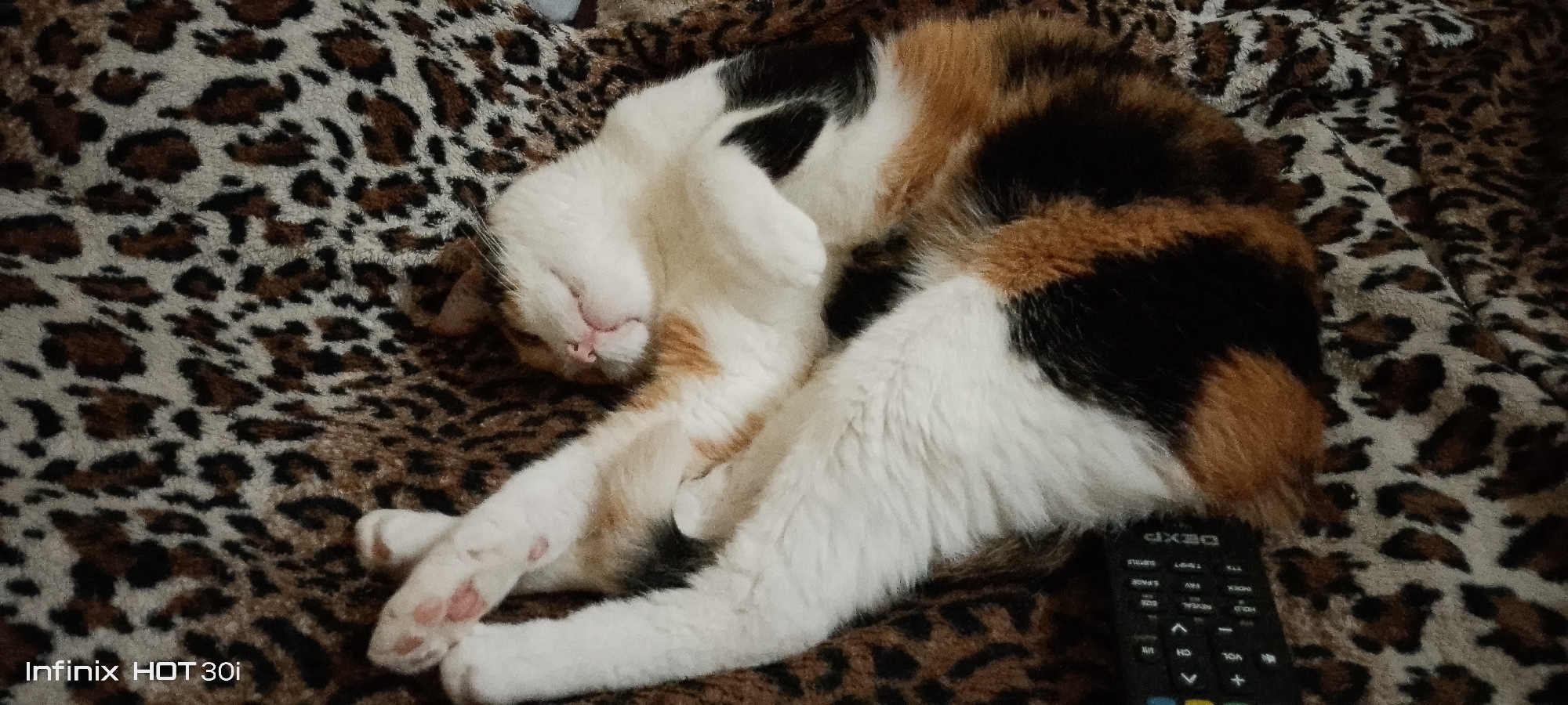 A calico cat is sleeping on a leopard-print blanket. The cat is curled up on its side with its eyes closed. Its fur is a mix of white, black, and orange. A black remote control is partially visible to the right of the cat. The image was taken in Kedrovy, Russia.