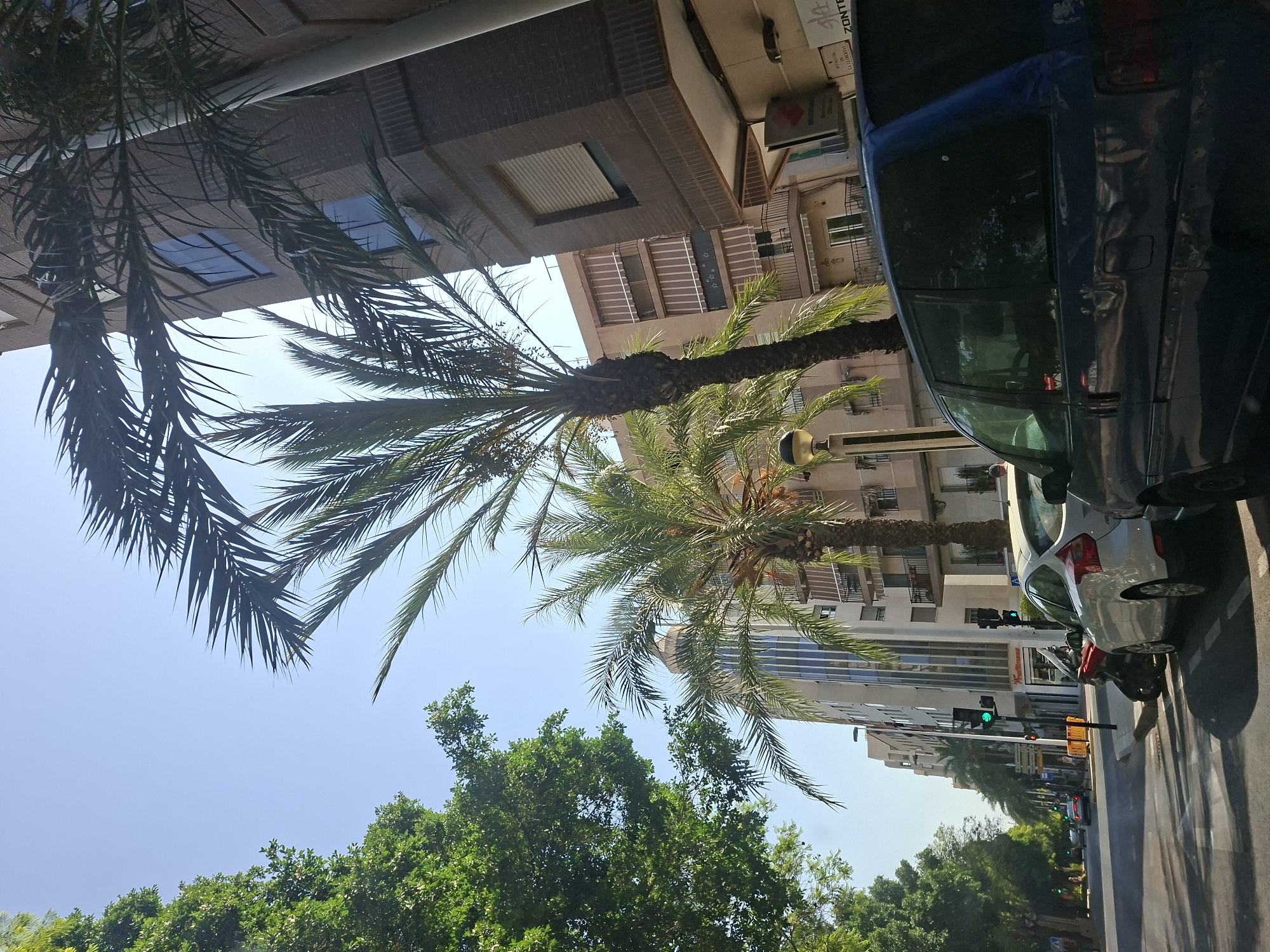 The image shows a street scene in Elche, Spain, with palm trees and buildings lining the road. In the foreground, a dark blue van is parked on the right side of the street. Next to it is a white car. Further down the street, a red motorcycle is parked. Traffic lights are visible and appear to be green, indicating traffic is moving. Buildings on both sides of the street are multi-story structures, some with balconies and awnings. Lush green trees are on the left side of the road, creating a canopy over the sidewalk. The sky is clear and blue. Several people are visible walking on the sidewalks and near the buildings. The image captures a sunny day in an urban environment with distinct Mediterranean architectural elements and abundant vegetation.