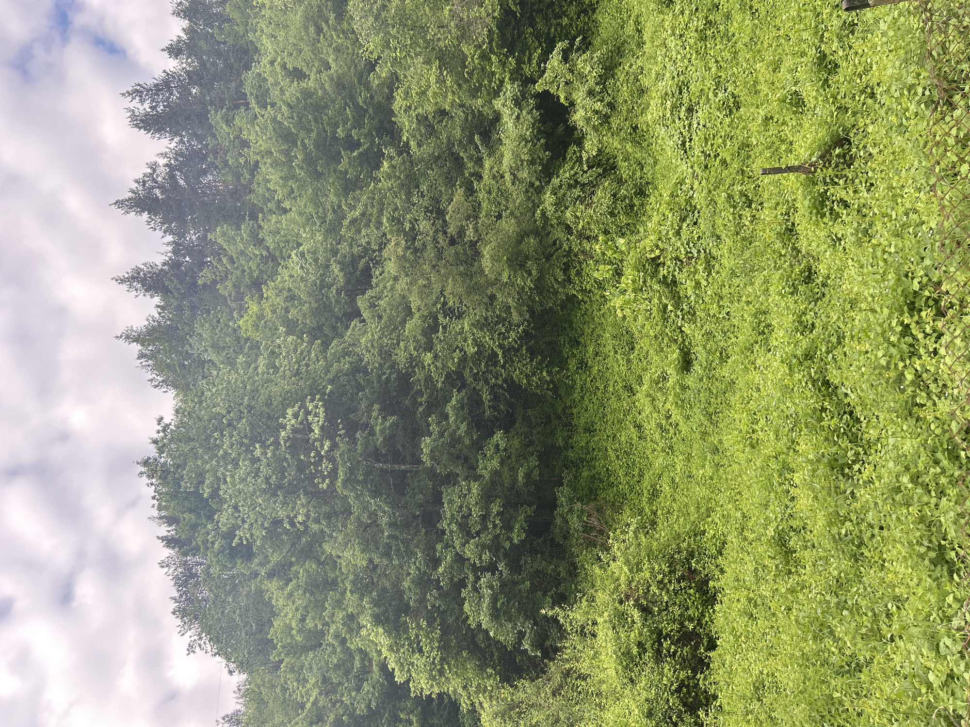 The image shows a dense green landscape, likely a forest or heavily vegetated area. The left side features tall, dense trees reaching towards a sky with white clouds. The right side displays a lighter green, possibly indicating different types of vegetation or ground cover. There are no visible people, animals, or structures. The location is unknown.