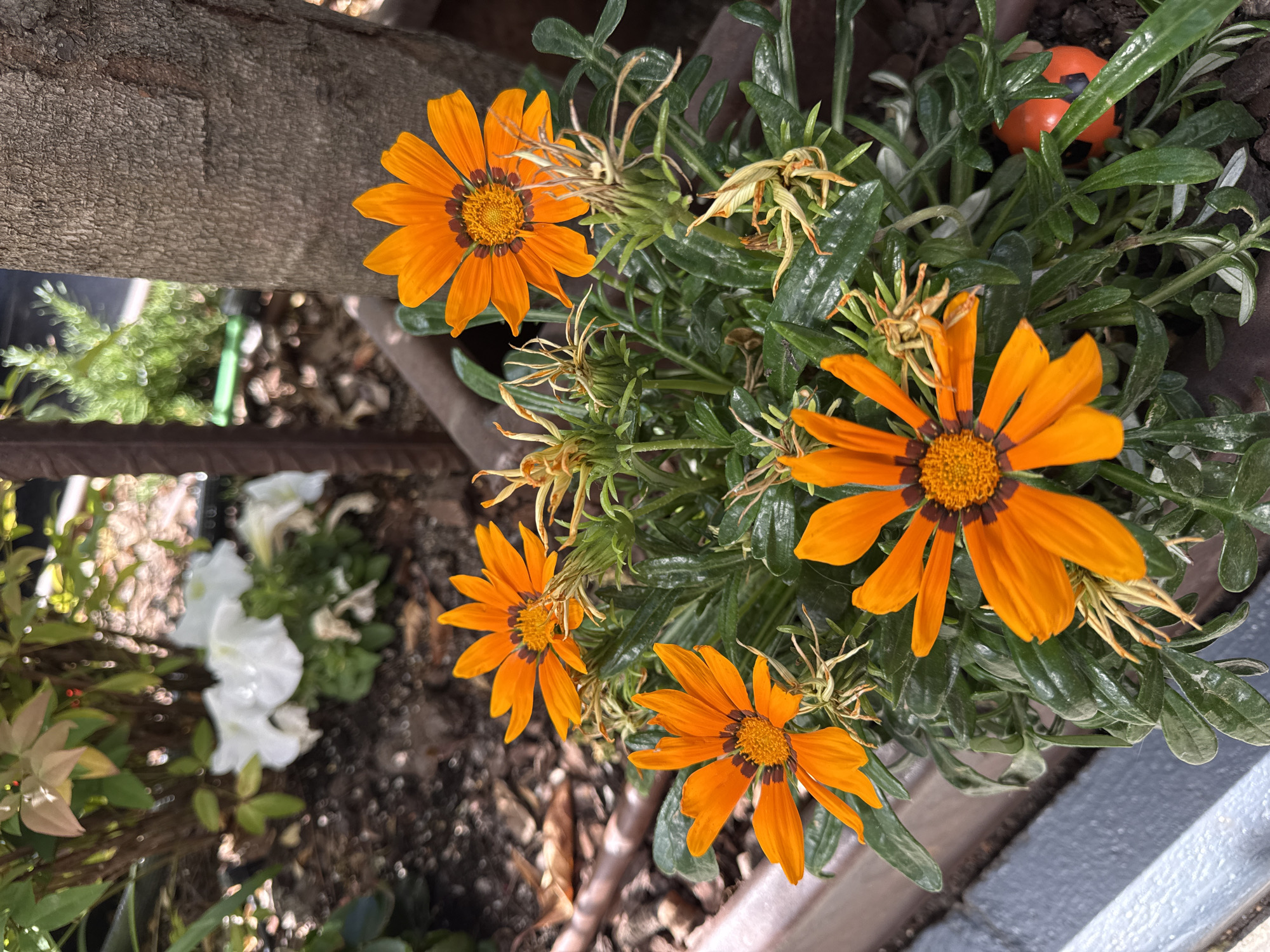 The image shows a close-up view of orange gazania flowers blooming in a planter. The flowers have bright orange petals with a dark brown and yellow center. Some of the flowers are fully open, while others are still developing or have withered petals. The green foliage of the plants is lush and slightly glossy, suggesting they are well-watered. In the background, the rough bark of a tree trunk is visible, along with some out-of-focus greenery and what appears to be white petunias in a garden setting. A small, decorative ladybug figurine is partially visible amongst the leaves in the lower right corner of the planter. The planter itself is a dark brown, rectangular container, and it sits on a grey tiled surface. The overall scene is an outdoor garden or patio environment. There is no indication of the location being specifically in Las Matas-pinar-monte Rozas, Spain; this is an assumption without visual confirmation.