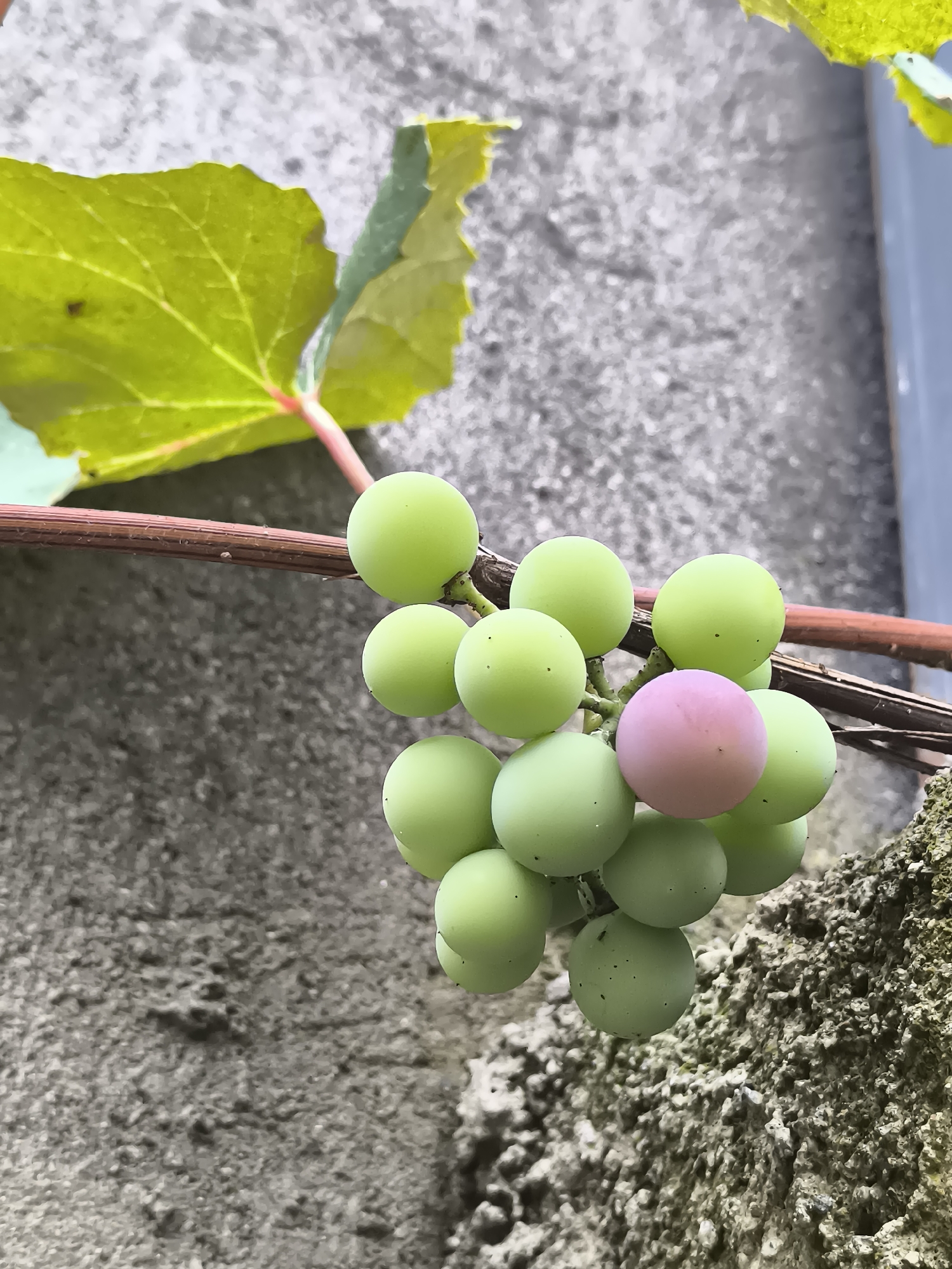 The image displays a close-up, vertical shot of a cluster of unripe grapes on a vine, hanging against a textured, gray concrete wall. The grapes are predominantly a light green color, with one grape in the cluster exhibiting a pale pink hue. A vibrant green grape leaf is visible in the upper left corner, with red stems connecting it to the vine. The vine itself is a reddish-brown color. The background wall appears to be rough and weathered, with some lighter and darker patches. The lighting suggests it is daytime, with soft light illuminating the grapes and leaf. The scene appears to be outdoors, possibly in a garden or a more urban setting with exposed concrete structures. The image does not contain any people or indications of human activity. The context of Batumi, Georgia is not visually evident from the image itself.