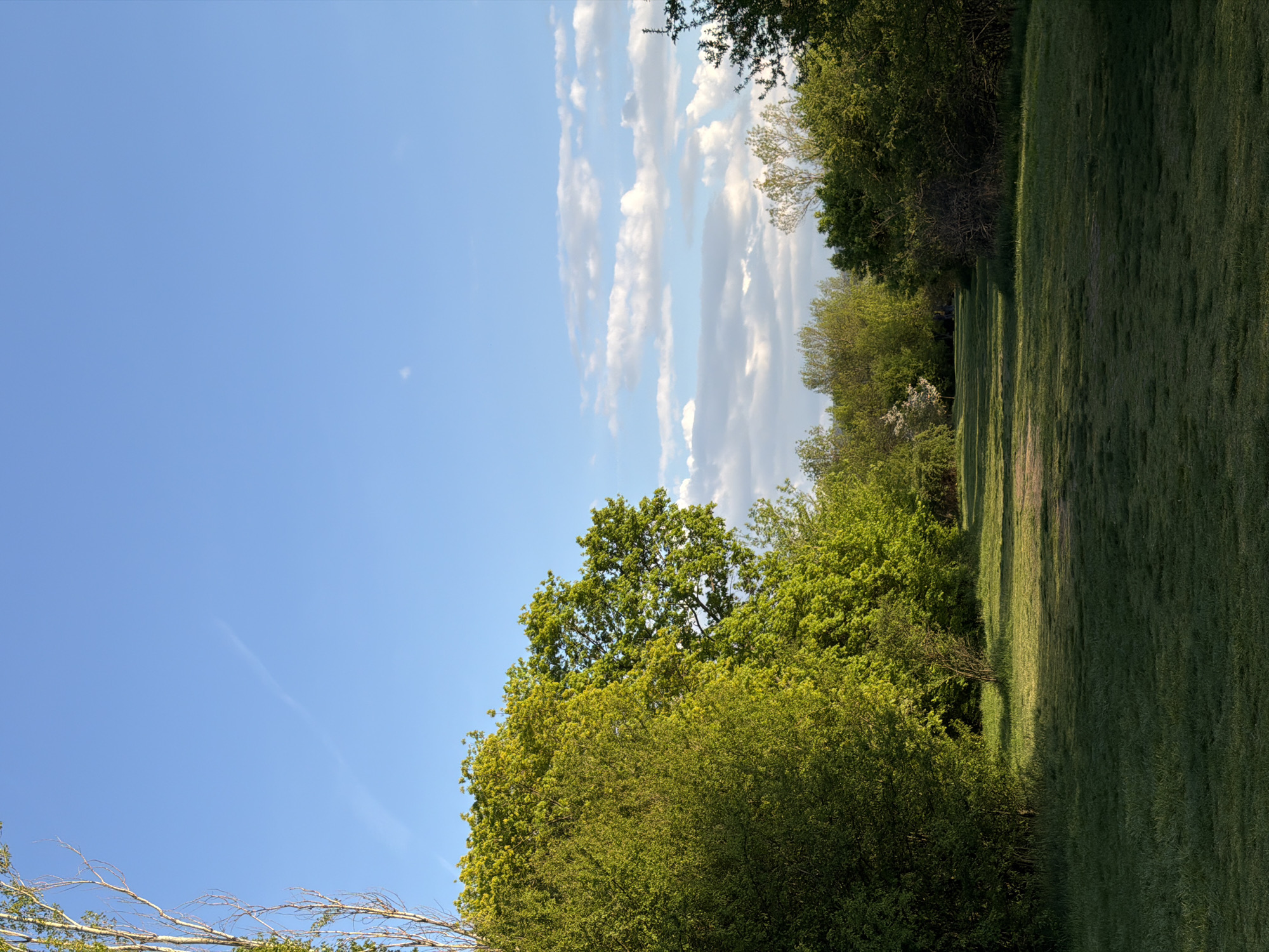 The image displays a serene outdoor natural landscape, oriented as if rotated 90 degrees clockwise from its original landscape perspective. When viewed correctly, the scene features a vibrant blue sky with scattered white, elongated clouds stretching horizontally across the upper portion. A faint, thin contrail or wispy cloud is subtly visible in the upper-left sky.
The middle and right sections of the image are dominated by lush green foliage. Dense trees and bushes with varied shades of green leaves line what appears to be the edge of a field or a wide pathway. In the foreground, particularly towards the bottom-left, some bare, twisted branches are visible, possibly from a different tree or as deadwood. The vibrant green suggests late spring or early summer.
To the right, a wide expanse of mown grass extends into the distance, appearing as a manicured lawn, pathway, or fairway, characteristic of a park or golf course. Sunlight strongly illuminates parts of the grass and foliage, casting distinct, elongated shadows that traverse the grassy area, indicating a bright day, likely late morning or afternoon.
There are no people, animals, or objects indicating specific activities. The scene is static, capturing a peaceful moment in nature. The weather is clear and sunny with pleasant cloud formations. No visible text is present in the image. The location context provided is Sofia, Bulgaria, suggesting this could be a park or green area within the city or its surroundings.