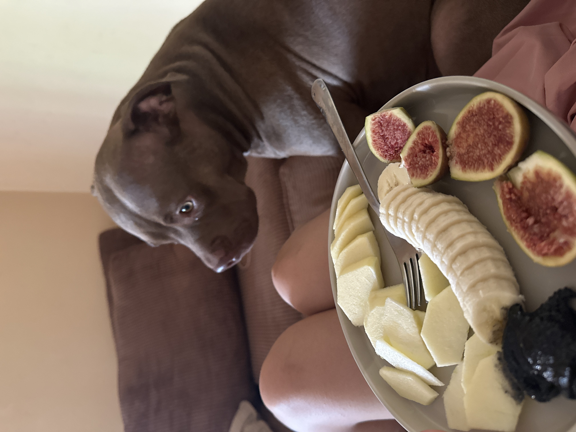 In Malevo, Bulgaria, an indoor scene depicts a brown pit bull terrier intently watching a person sitting on a brown sofa. The person's bare legs are visible, and they are holding a gray plate of fruit. The plate contains sliced apples, a peeled and sliced banana, two halved figs, and a dark, possibly dried, fruit. A fork rests on the plate. The background shows a portion of the sofa and a wall.