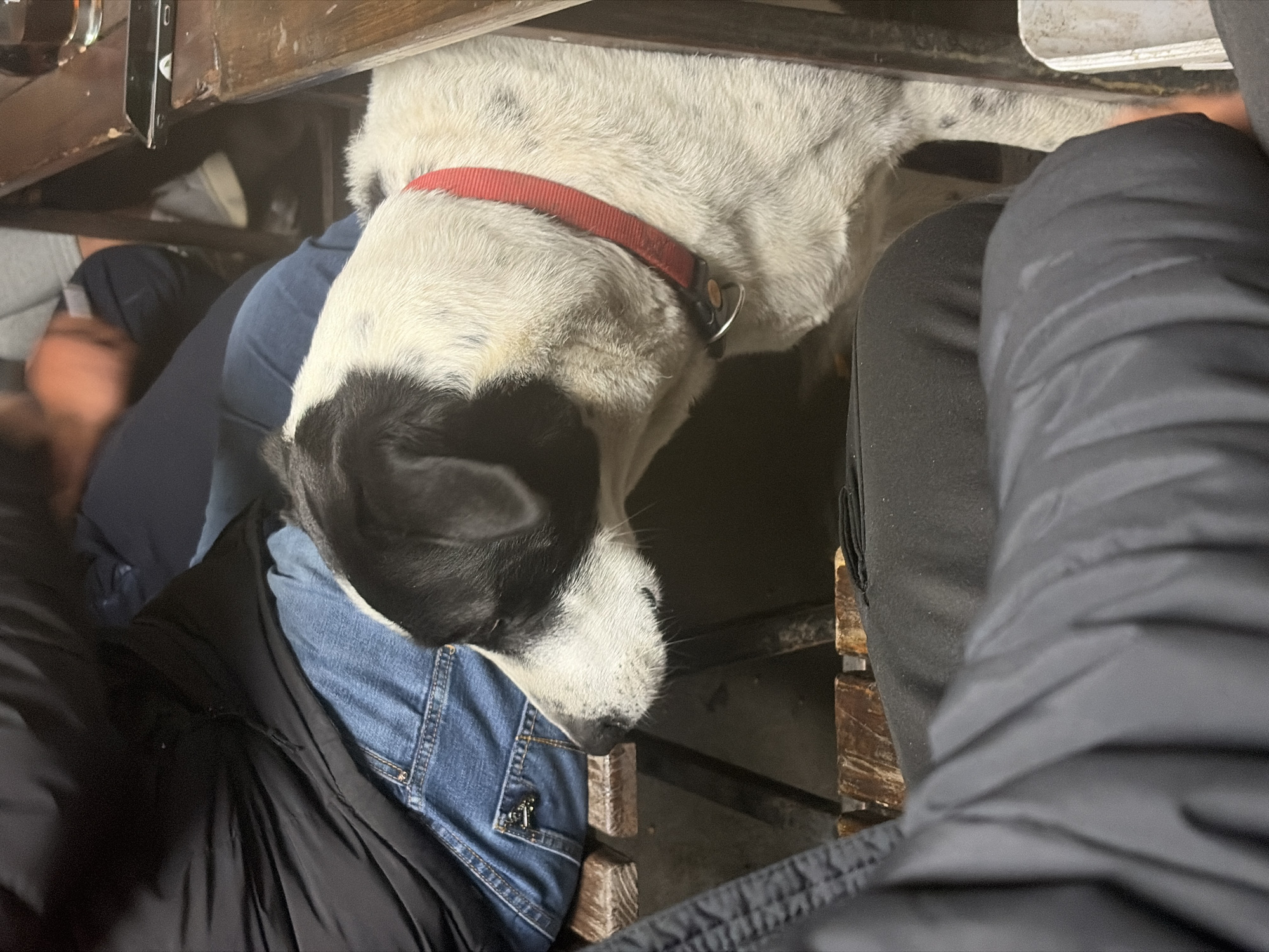 A medium-sized, white and black dog with a red collar is resting its head on the lap of a person wearing blue jeans. A second person, wearing black pants and a black jacket, is also in the frame. The subjects are positioned beneath what appears to be a wooden table or structure. The image seems to have been taken from an overhead perspective. The location is Brusen, Bulgaria.
