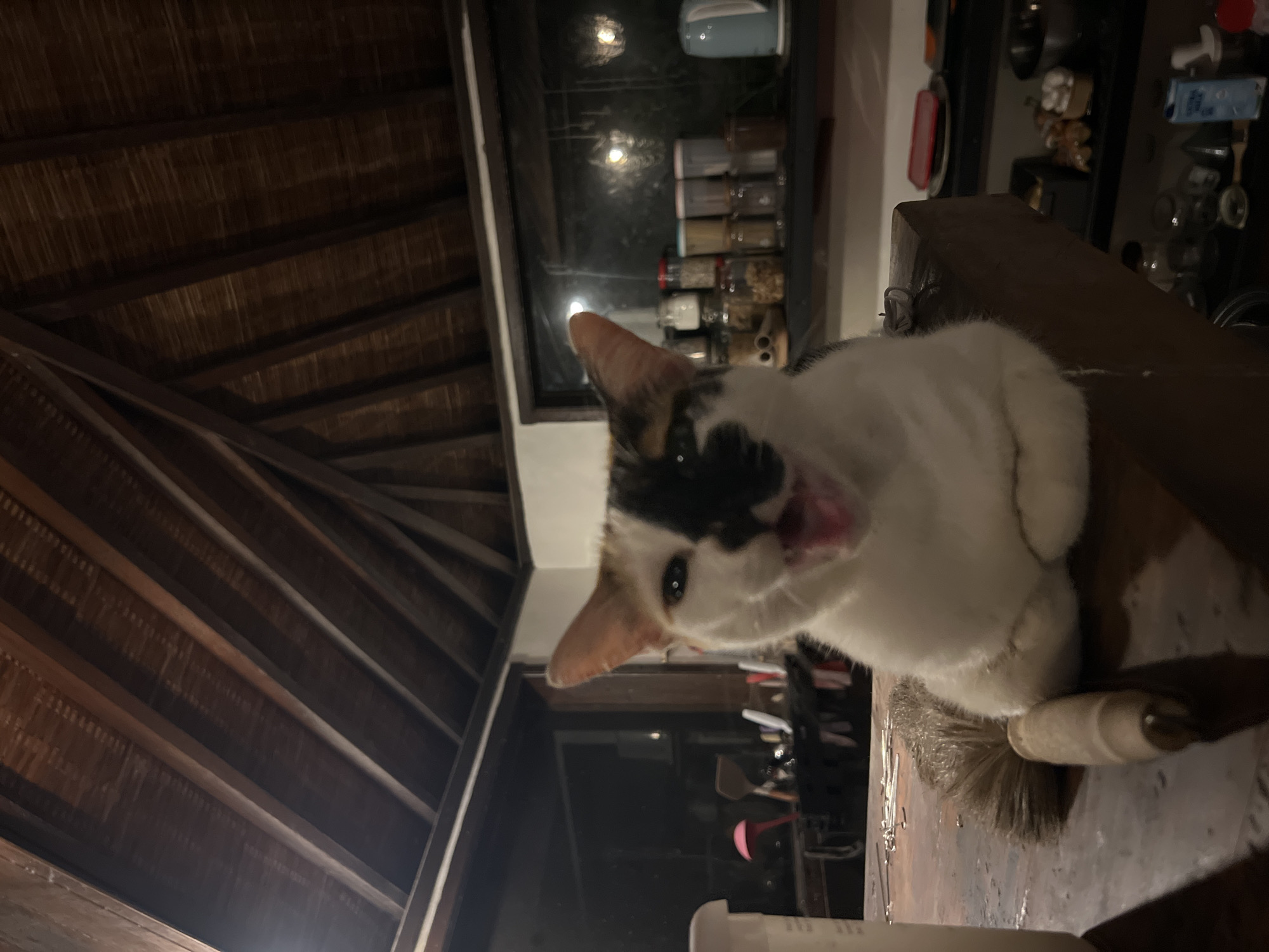 A cat with white and black fur is perched on a wooden surface. The cat's mouth is open, possibly yawning or meowing. The wooden surface appears to be a table or counter, and there's a brush with a wooden handle resting near the cat.
The background is dark and slightly out of focus, but shelves stocked with items are visible through a window or opening. The ceiling has a wooden beam structure.
Based on the angle and the type of ceiling, the location appears to be indoors, possibly in a residential building. The context clues hint that the photo was taken inside the residence, specifically in the kitchen area. The location is in Sukawati, Indonesia.