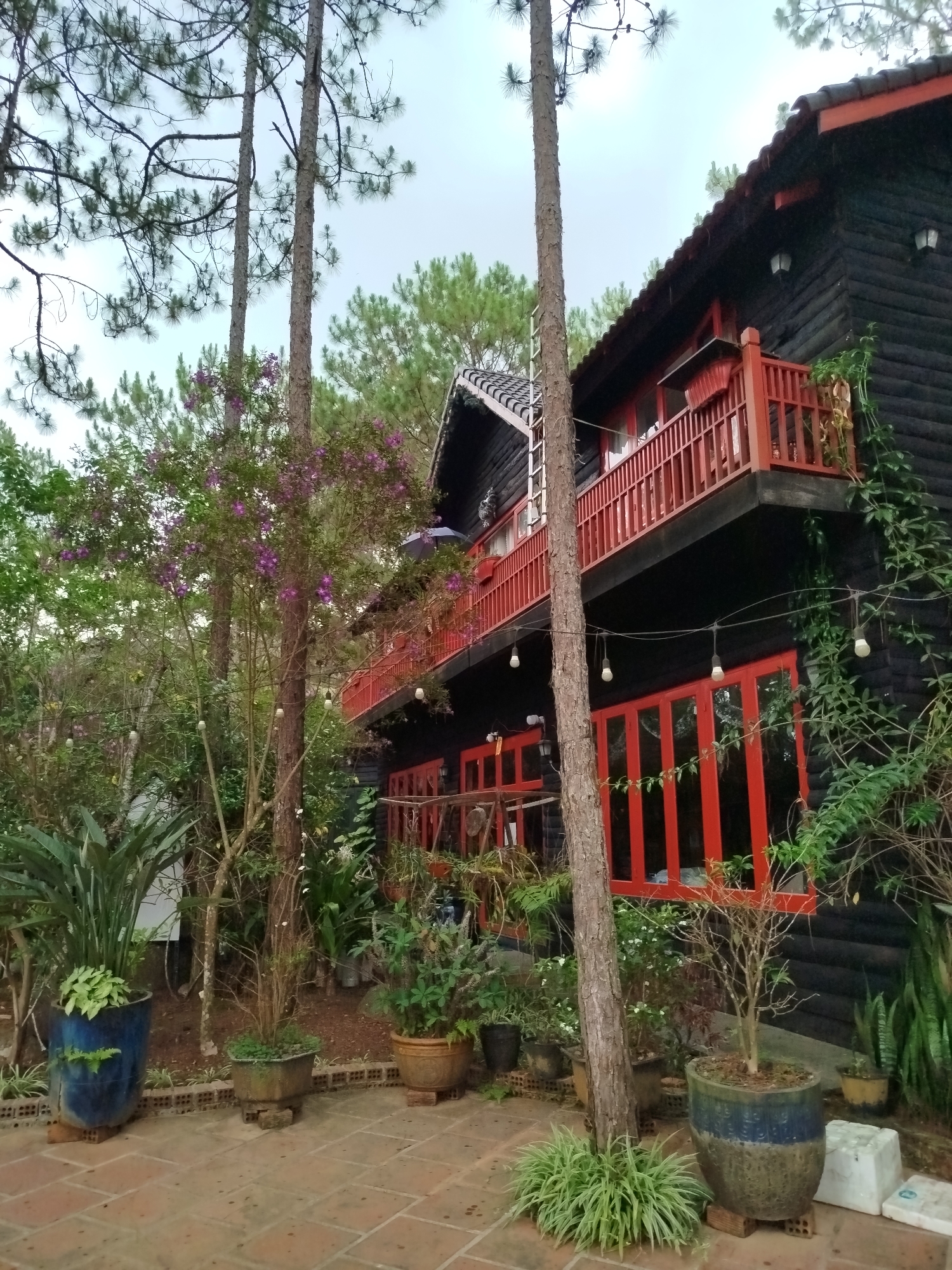 The image captures a two-story wooden house with red trim, likely located in Da Lat, Vietnam, known for its unique architecture. The house features a balcony on the upper level with red railings and a similar window design on the ground floor. A mature tree with purple flowers partially obscures the view of the house. String lights are visible, hanging from the house, trees, and possibly some additional structures. Potted plants of various sizes and types are arranged along the paved patio area in front of the house. Tall pine trees are present, characteristic of Da Lat's landscape. The sky is overcast. There are no people visible in the image.