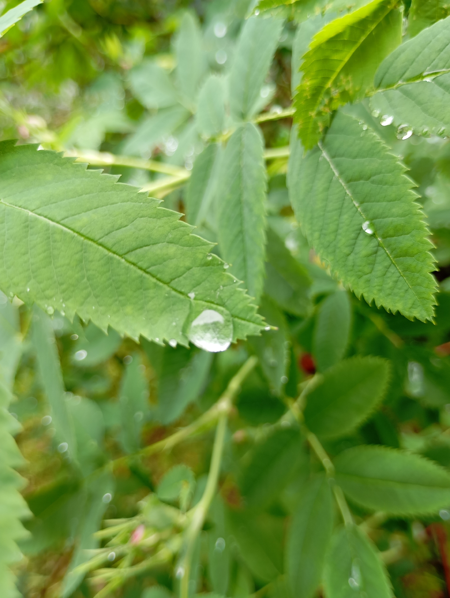 The image shows a close-up view of green leaves with water droplets. The leaves have serrated edges and visible veins. The background is blurred, suggesting a shallow depth of field. The setting appears to be outdoors, likely a garden or natural environment. The location is not specified.