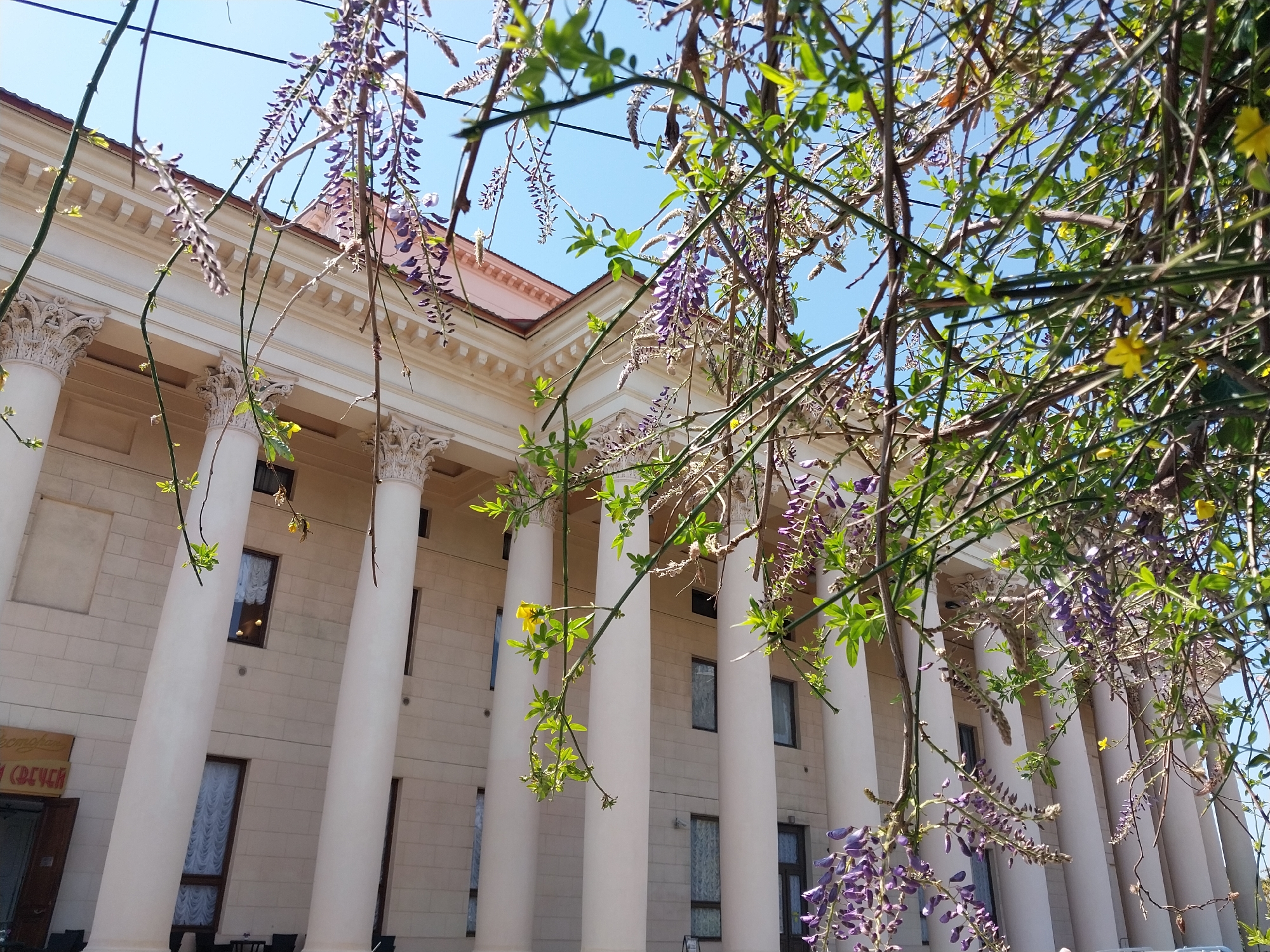 The image displays a grand architectural facade in Sochi, Russia, seen from a low angle on a clear, sunny day. A vast, cloudless blue sky dominates the upper background.
The primary subject is a large, light-colored building, likely constructed in a Neoclassical or Stalinist Empire style. Its prominent features include numerous tall, white, fluted columns with elaborate Corinthian capitals, supporting a classical entablature. A red or terracotta-colored tiled roof is visible above the columns. The building's walls are punctuated by rectangular, dark-framed windows, some revealing light-colored curtains.
The foreground is densely populated with vibrant plant life, partially obscuring the view of the building. Cascading vines of purple wisteria blossoms hang prominently, adding rich color and texture. Other green leafy branches, some bearing small yellow flowers, are intertwined with the wisteria, creating a natural canopy.
No people or specific activities are visible, presenting a static scene that highlights the architectural beauty complemented by flourishing nature. The bright sunlight suggests it is daytime. On the lower left side of the building, a partially visible sign written in Cyrillic script shows segments of the words "Омский" and "У Свечей," which translates to "By the Candles" or "At the Candles," indicating a possible commercial establishment within the building.