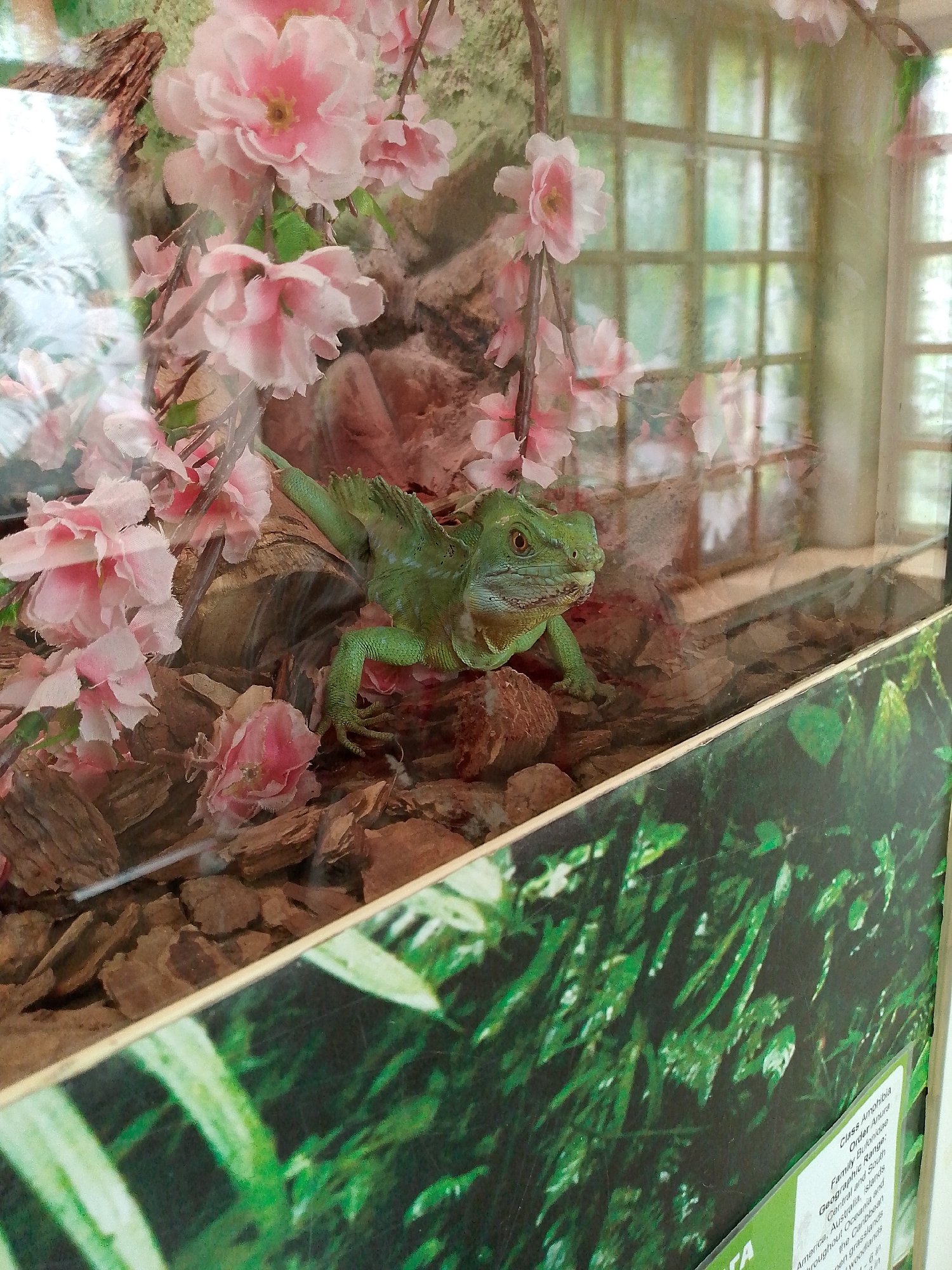 A green lizard is sitting in an enclosure with pink flowers and brown wood chips. The enclosure has a glass front, through which the photo is taken. Behind the lizard, there is a blurred background that appears to be a window with a grid pattern. A sign with text is visible in the lower right corner of the image. The scene is indoors, likely in a zoo or a pet store, given the presence of the enclosure and the informative sign. There are no people visible in the image.