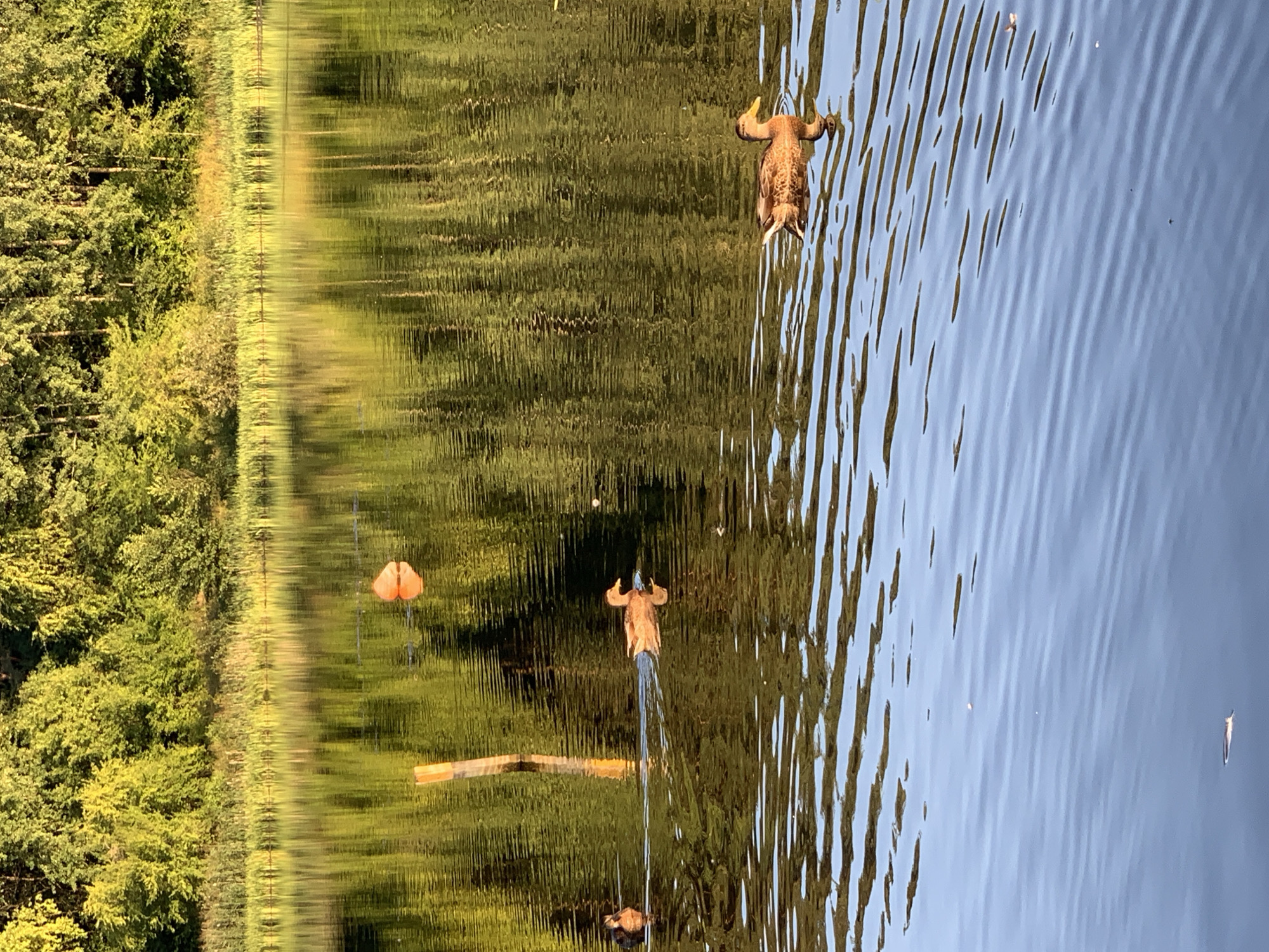 The image shows a calm body of water with a lush green forest and reeds lining the far bank. Sunlight reflects off the rippling surface of the water, creating a dappled effect. Three ducks are swimming in the water. In the foreground, a single duck with brown and black plumage swims towards the right of the frame, its reflection visible below. Further back, two more ducks are visible. One, also brown and black, swims towards the left, while another, entirely brown, is closer to the right bank. A wooden post stands partially submerged in the water to the left of the frame. An orange float is visible in the middle ground of the water, to the right of the post. The scene is serene and natural, likely depicting a tranquil spot within the city of Kapyĺ, Belarus.