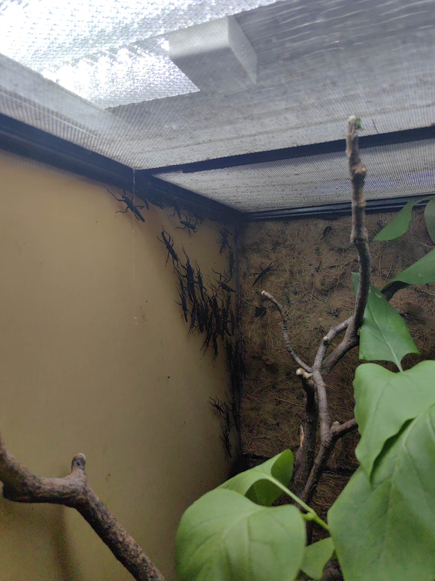 A group of dark-colored stick insects are clinging to a light brown, vertical surface within a terrarium. The insects are clustered together, with some individuals positioned above others. The terrarium features a mesh lid with a reflective material on the underside, likely for light or heat. There are branches and green leaves within the terrarium, suggesting a habitat designed for these creatures. The background is textured and appears to be made of fibrous material. The overall lighting suggests an indoor environment.