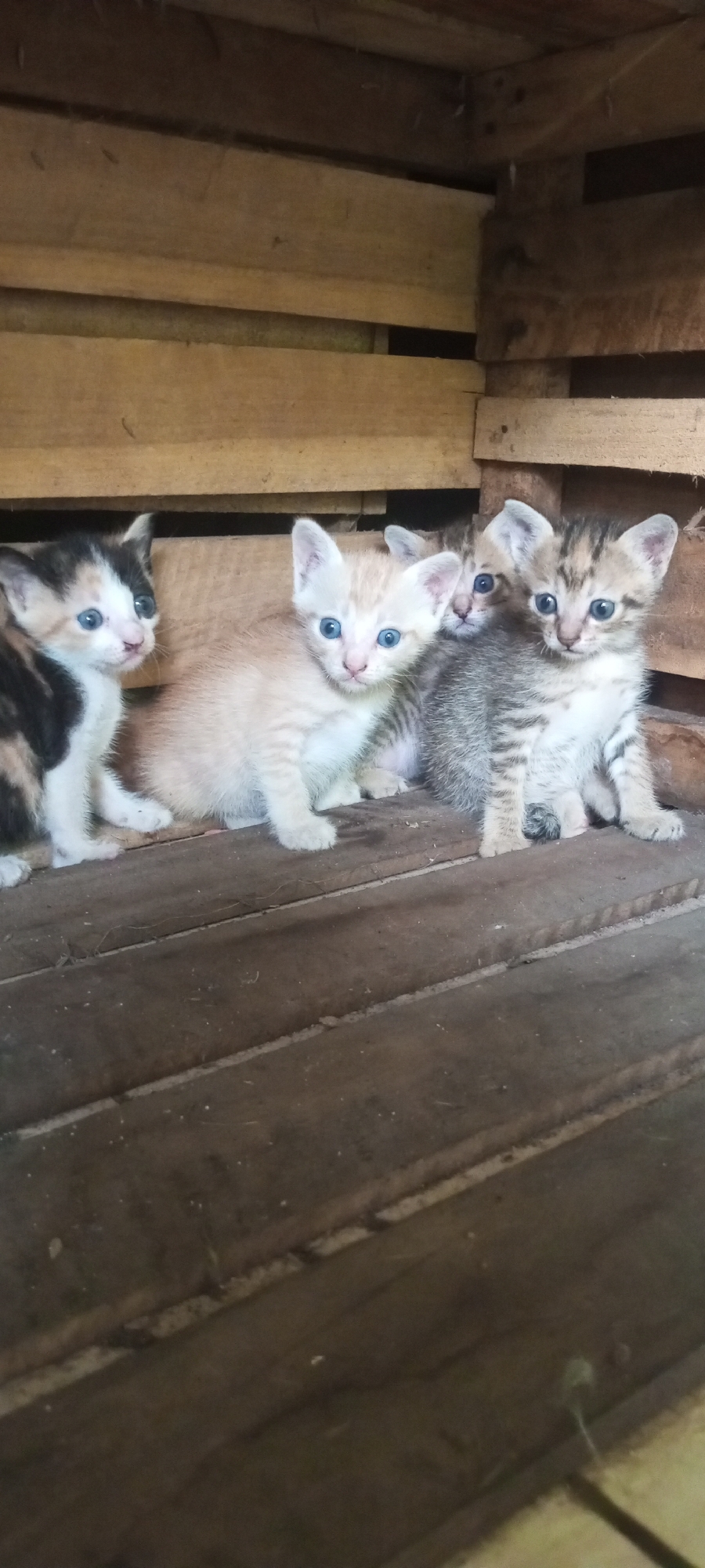 Four kittens are nestled together on a wooden surface. From left to right, a calico kitten with black, white, and orange markings looks to the left. Next to it is a light orange tabby kitten with blue eyes. Behind the orange tabby is a small grey tabby kitten peeking out. To the right of the orange tabby is another grey tabby kitten with blue eyes, sitting upright. The kittens are in a rustic, wooden enclosure, likely in Lubangbuaya, Indonesia. The wooden planks show signs of wear.