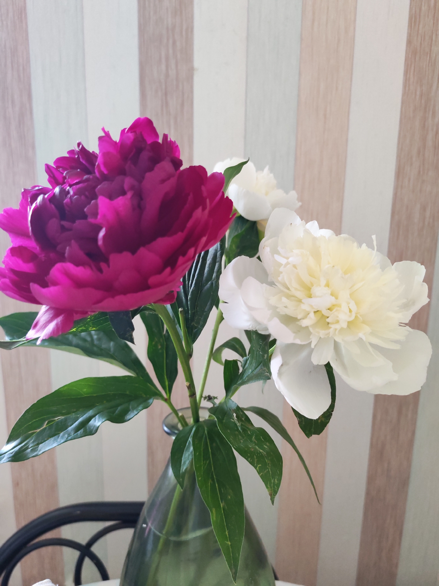 A still life photograph captures a bouquet of peonies in a glass vase. Two large peonies, one a deep magenta and the other a creamy white, dominate the frame, their lush petals unfurled. Dark green leaves fan out from the stems, some showing slight imperfections. The vase, made of green glass, holds water, and its base rests on a dark surface, possibly a table. In the background, a wall with vertical stripes in varying shades of beige and off-white creates a subtle texture. The scene is well-lit, with soft light highlighting the flowers. The overall impression is one of delicate beauty and natural elegance. This image was taken in Izhevsk, Russia.