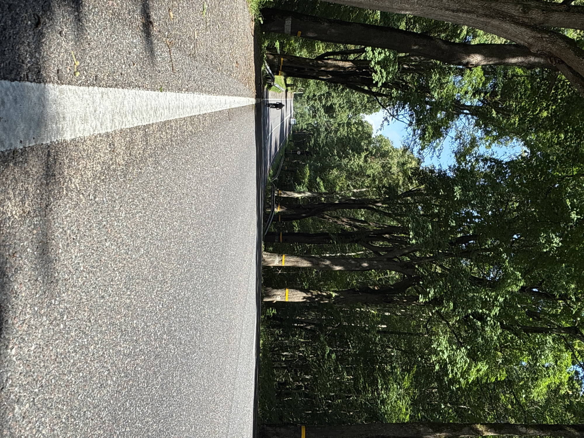 An asphalt road lined with tall trees on either side stretches into the distance. The trees have thick trunks and dense green foliage, creating a canopy over the road. Yellow bands are wrapped around the lower portion of some of the trees. A white line is painted down the center of the road. In the middle ground, a lone cyclist is riding away from the camera. Further down the road, a white car is visible. The sky above is blue with scattered clouds. The scene appears to be a rural or park-like setting within the city of Ladushkin, Russia.