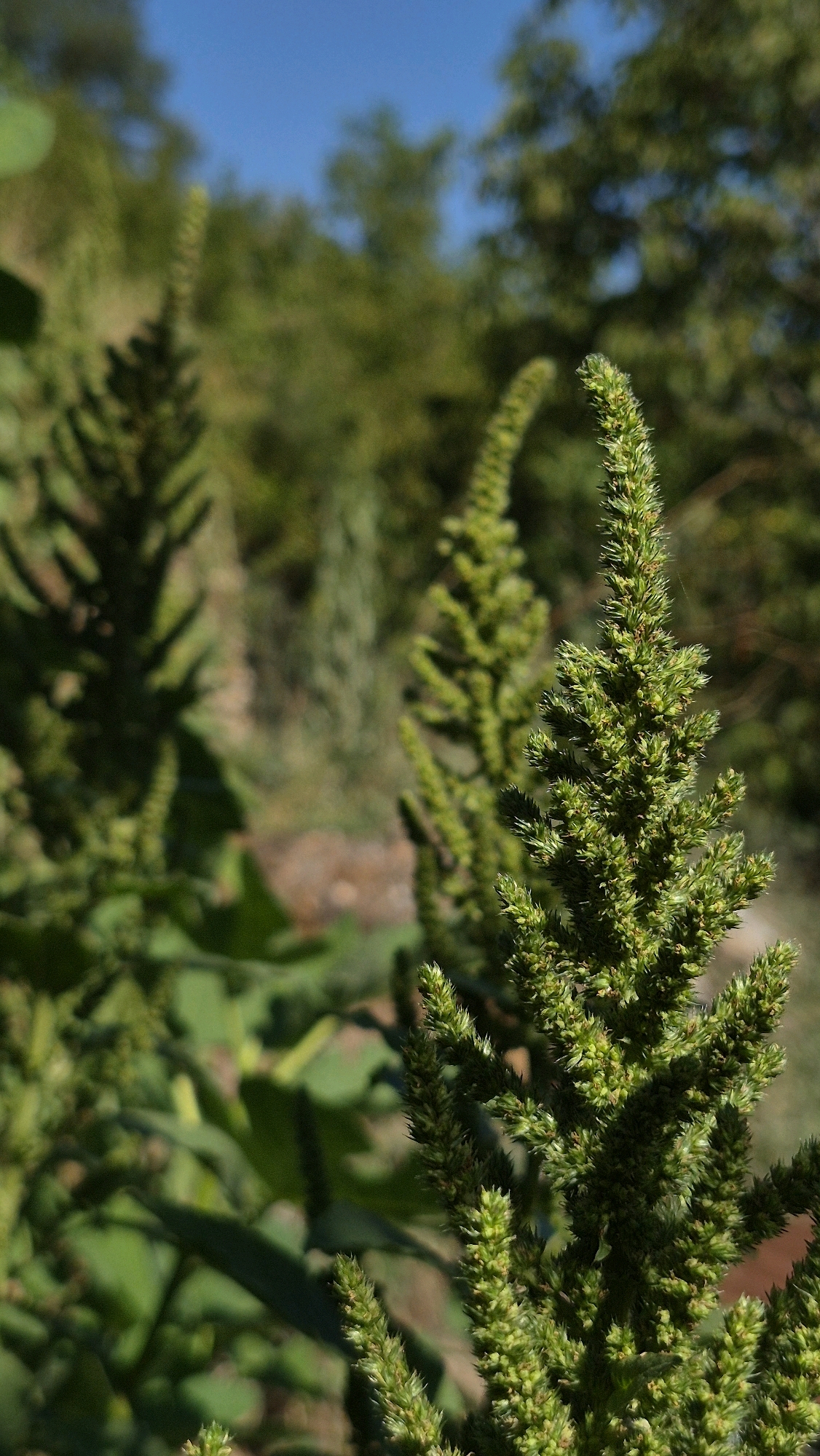 In an outdoor setting, a close-up vertical shot focuses on the feathery, green flower spikes of an amaranth plant. The plant's textured spikes, laden with small, developing seeds, dominate the foreground, with the nearest spike sharply in focus. Behind this, two more similar spikes are visible, progressively blurred with distance, suggesting a patch of amaranth plants. The background transitions from soft green foliage, hinting at other plants and trees, to a clear, bright blue sky. The lighting suggests it is daytime, with the sun casting subtle shadows and highlighting the details of the plant. The scene appears natural and unmanicured.