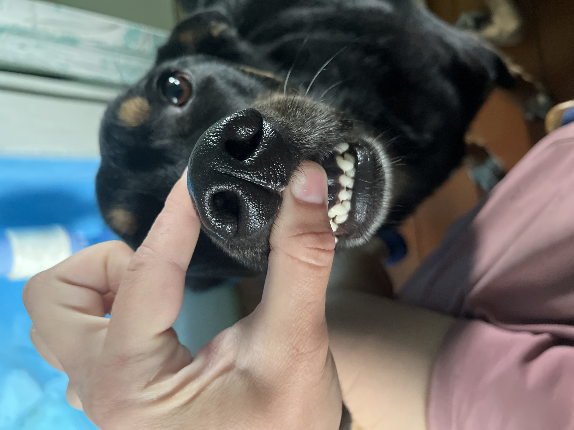 A close-up, high-angle indoor photograph shows a person's hand gently holding the snout of a dark-furred dog, revealing its upper front teeth. The dog, likely a Rottweiler or a similar breed, has predominantly black fur with subtle tan or brown markings visible near its eye and on its face. Its dark brown eye, positioned on the left side of the frame, is looking slightly upwards and to the left, suggesting a calm or curious demeanor.
The dog's wet, textured black nose is central in the foreground, with the person's fingers pressing lightly against its muzzle, lifting the upper lip to expose a row of small, clean, white incisors. Whiskers are visible around the dog's snout. The human hand has a light skin tone.
The background is largely out of focus, depicting an indoor environment. On the left, a blurry blue surface, possibly fabric or a mat, is visible, along with a lighter, indistinct area above it. To the right and bottom, soft, blurry shapes in shades of pink, purple, and brown suggest clothing and other furnishings. There are no visible location cues within the image itself to confirm the provided context of Nizhny Tagil, Russia, nor is there any visible text. The lighting indicates an indoor setting, possibly during the day or under artificial light. The overall impression is one of a gentle interaction, perhaps a routine check-up or playful moment.