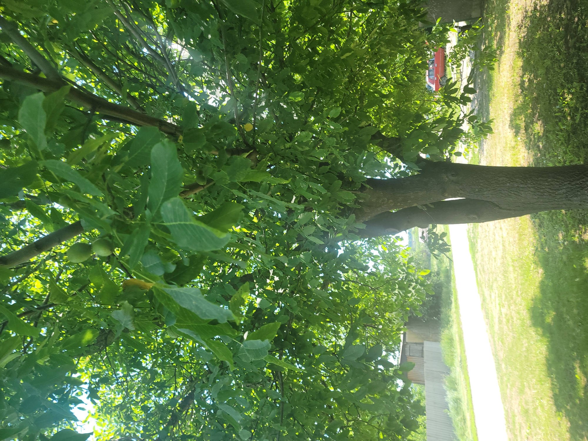 In Vovkivka, Ukraine, a mature tree with dense green foliage and several green walnuts is prominently featured in the foreground. The tree's trunk is thick and textured, with a visible split near the base. Sunlight filters through the leaves, creating dappled shadows on the grassy ground. To the left of the tree, a dirt road or path leads towards a rustic wooden building with a corrugated metal roof and an adjacent fence. In the background, a red vehicle is partially visible, parked near a wooded area. The overall scene depicts a serene, natural setting with elements of rural life.