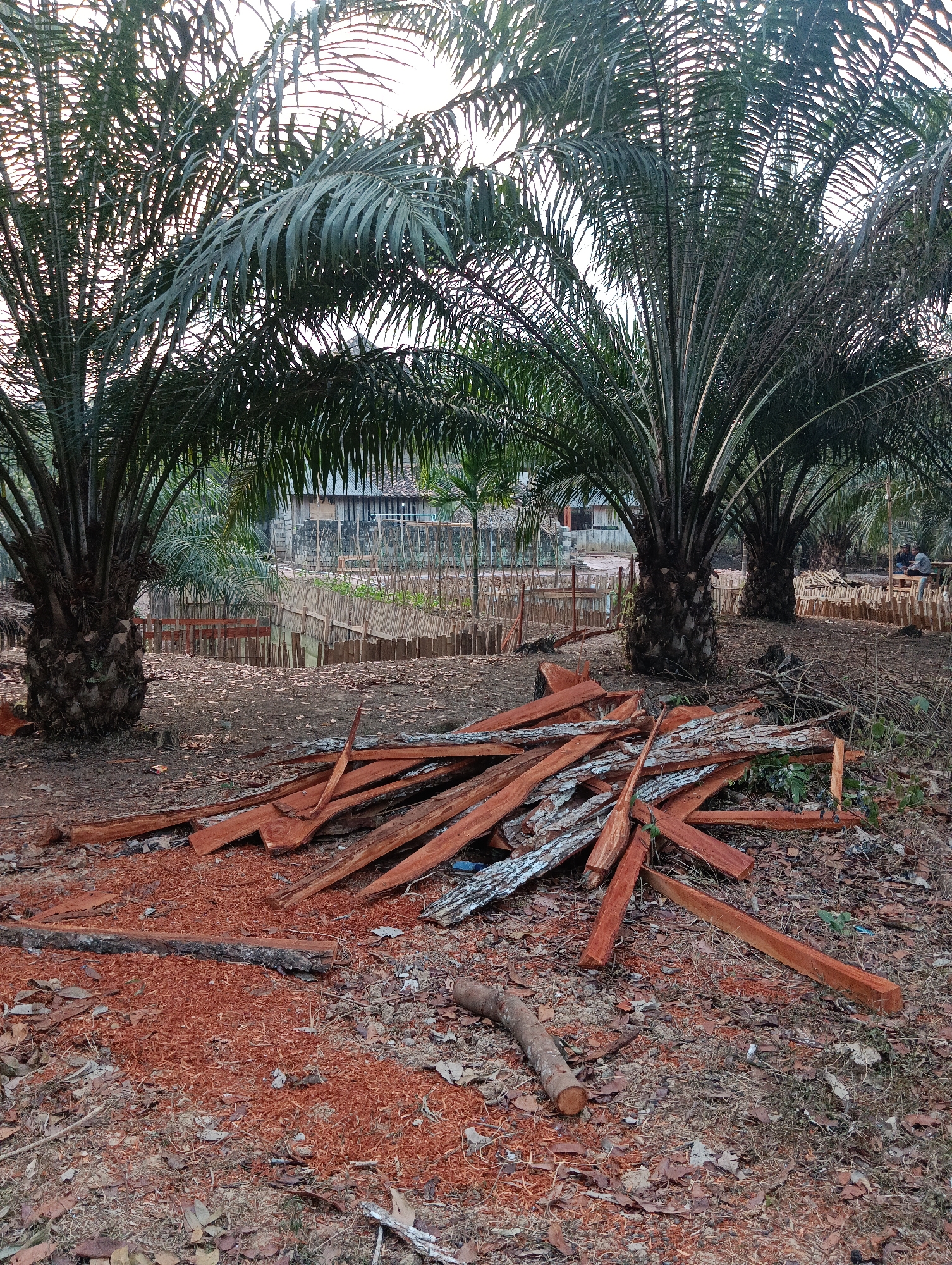 The image depicts an outdoor scene in Pematang Jaya, Indonesia, likely an area adjacent to or within an oil palm plantation. The foreground is dominated by a pile of freshly cut wooden planks and debris, with a significant amount of reddish sawdust scattered across the ground. Several palm trees, characterized by their thick, fibrous trunks and large fronds, are visible. In the mid-ground, a body of water is present, bordered by a rustic wooden fence. Beyond the water, a cluster of buildings with corrugated roofs can be seen, suggesting a residential or agricultural settlement. The overall environment appears to be a work or processing area associated with the palm trees, indicated by the presence of lumber and sawdust. Two individuals are seated at a table in the background, near a wooden structure and more fencing, further suggesting human activity in the area. The lighting indicates it is daytime, possibly late afternoon given the soft quality of the light filtering through the palm fronds.