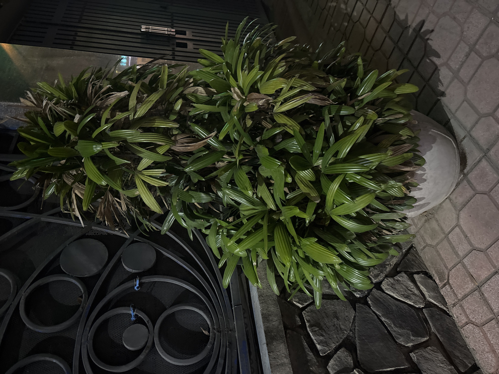 The image shows a potted plant with lush green foliage placed in front of a dark, ornate metal gate on a tiled walkway. The plant is full and bushy, with some dried leaves visible at the base. To the left of the plant is a stone wall constructed with irregularly shaped stones. The background consists of the metal gate and a darker structure to the right, possibly a fence or building. The lighting suggests it is nighttime, with shadows cast by the plant on the ground. The location appears to be an outdoor area in a city, likely a residential or commercial space.