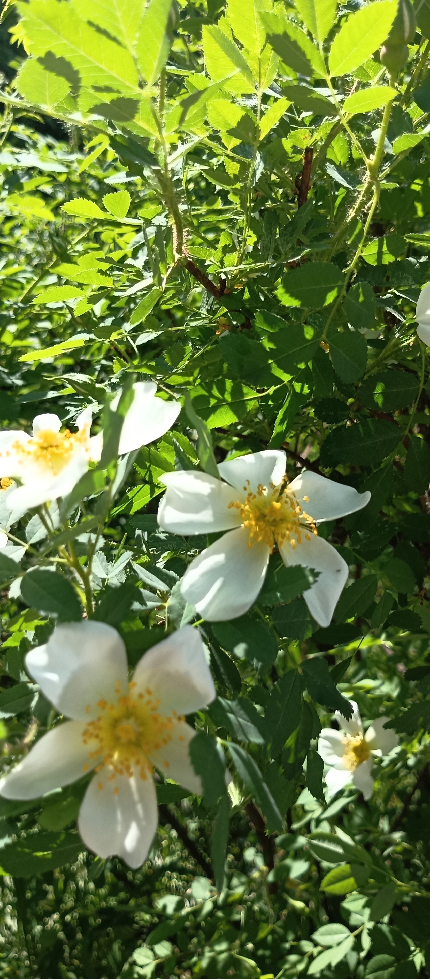 The image shows a close-up view of a bush with white flowers and green leaves in an outdoor setting. The flowers have yellow centers and five petals each. The leaves are small and serrated. The lighting appears to be natural sunlight. The location is Unknown, Unknown.