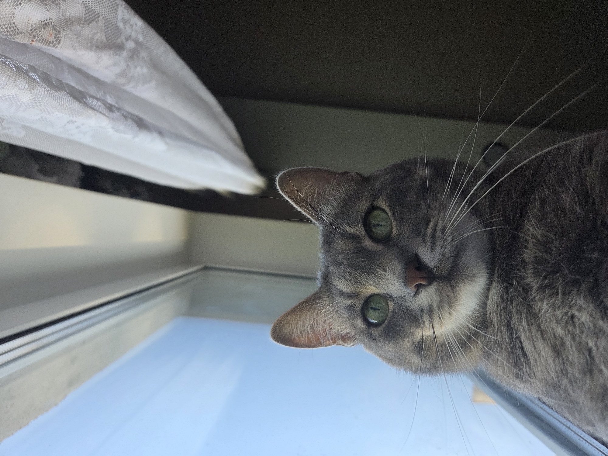 A low-angle shot captures a gray tabby cat with striking green eyes peering down directly at the camera. The cat's head and upper body fill the right side of the frame, with its large, alert green eyes and a small, pinkish nose clearly visible. Its prominent white whiskers extend outwards.
The setting appears to be indoors, near a window, during daylight hours, indicated by the clear blue sky visible through the windowpane that occupies the lower left and central part of the image. A white, sheer lace curtain is gathered in the upper left corner, partially obscuring a dark background, possibly a wall or ceiling. A dark window frame runs along the bottom edge of the curtain and separates the interior from the sky outside. The cat seems to be positioned above the window, looking down through it, creating an engaging and curious perspective. The overall impression is one of a curious cat observing something below it, likely the person holding the camera. There is no visible text in the image.