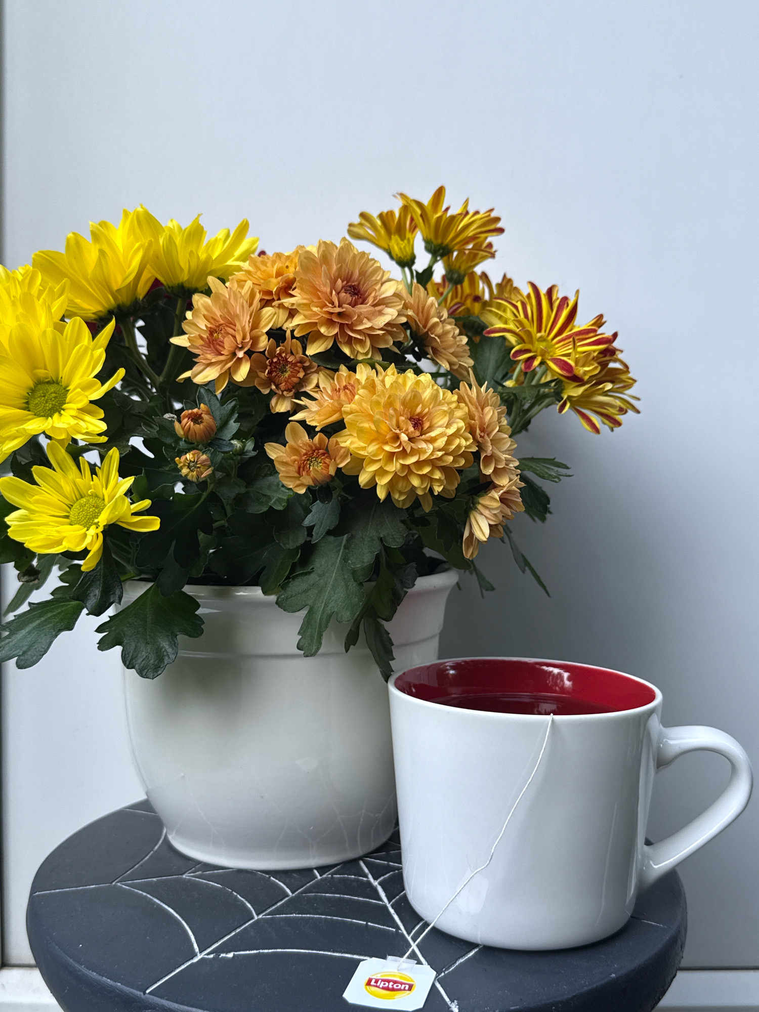 This is a photograph of a still life arrangement on a dark, round surface patterned with a white spiderweb design. The surface rests on a white windowsill. To the left is a white ceramic pot filled with a bouquet of chrysanthemums. The flowers are a mix of vibrant yellow and orange hues, with some red and yellow striped varieties also present. The leaves are a deep green. To the right of the pot is a white ceramic mug with a red interior, filled with a dark liquid. A string from a tea bag, bearing the Lipton logo, dangles over the side of the mug and rests on the spiderweb surface. The background is a plain, light gray wall. The scene is lit from the left, casting subtle shadows. The location in the city of Bad Sachsa, Germany is not discernible from the image.