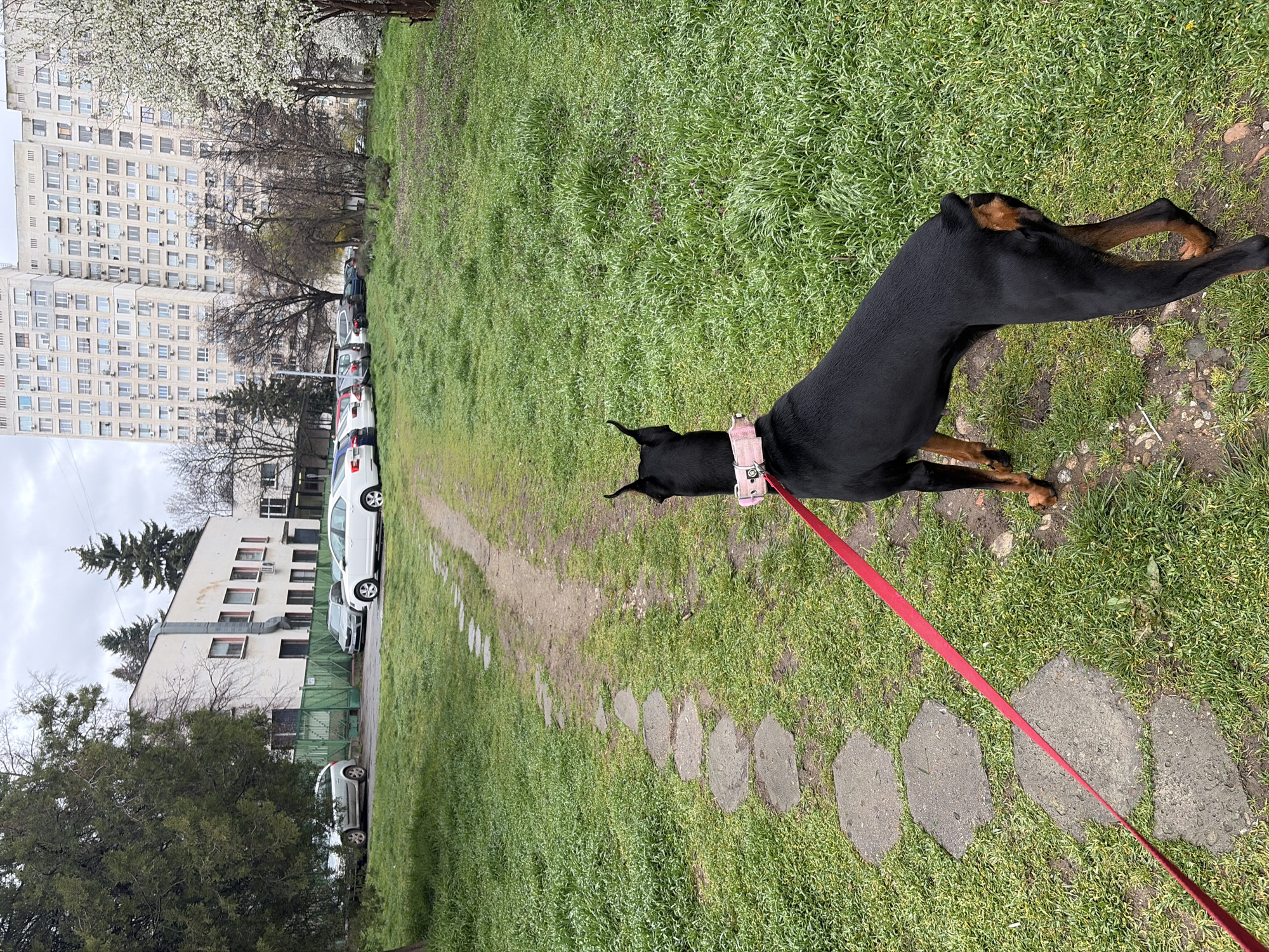 A black Doberman dog with a pink collar and red leash is stretching on a grassy field. The dog is in a downward dog pose, with its front legs extended forward and its rear legs extended back. A stone path leads away from the dog, receding into the background. In the background, there are several buildings, a parking lot with multiple cars, and trees with budding flowers. The location is Sofia, Bulgaria.
