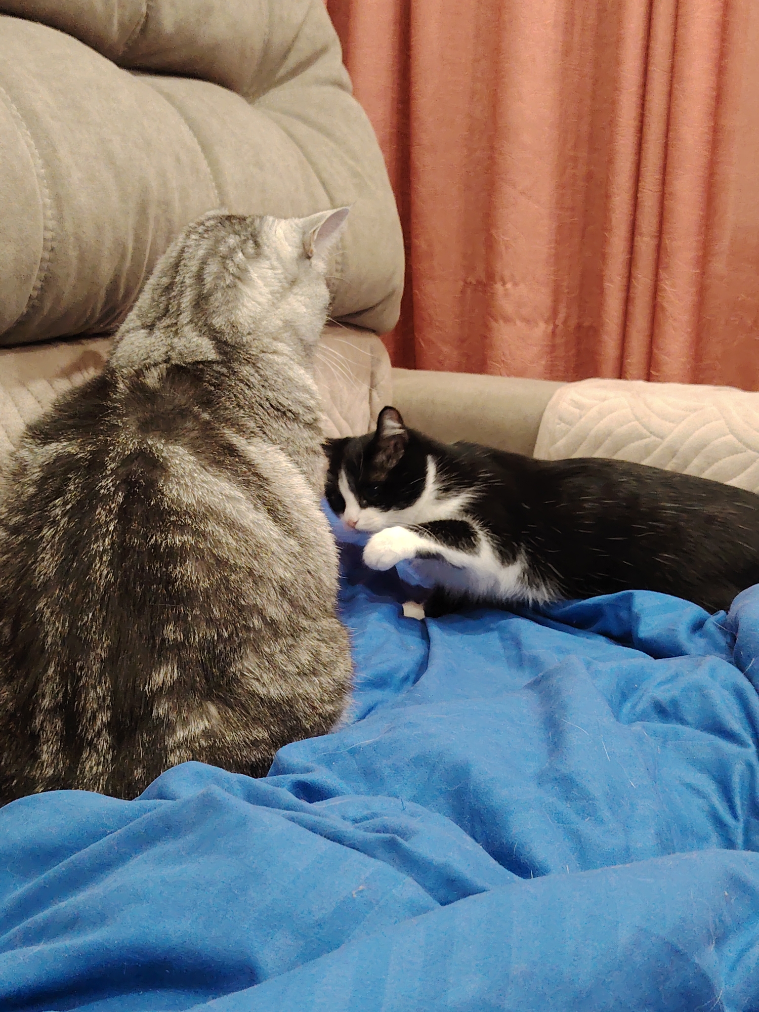 Two cats are on a blue blanket draped over a surface. One cat is a grey tabby, sitting with its back to the viewer. The other cat is black and white, lying down and facing the grey tabby. The cats are on a grey couch, near a salmon-colored curtain. The location is Unknown, Unknown.
