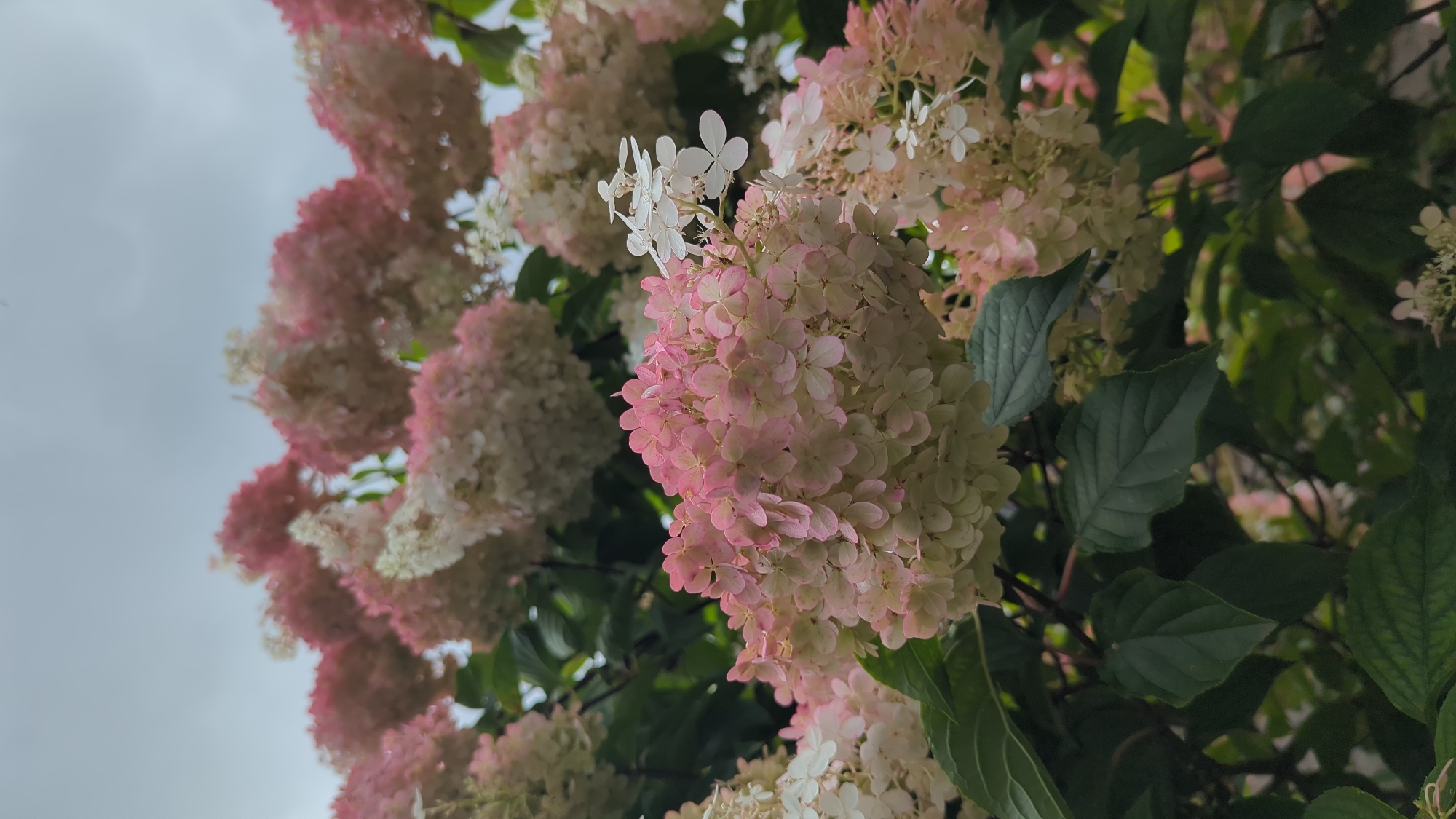 The image displays a cluster of hydrangeas, predominantly in shades of pink and white, with dark green foliage. The flowers are in full bloom, with numerous small florets forming large, cone-shaped panicles. Some of the florets show a gradient from white at the base to pink at the tips, while others are entirely white. The leaves are broad and ovate with serrated edges. The background consists of a muted, overcast sky and other blurred hydrangea blooms. There are no people or animals visible in the image. The scene suggests an outdoor setting, likely a garden or park. The provided context places this scene in Montreal, Canada.