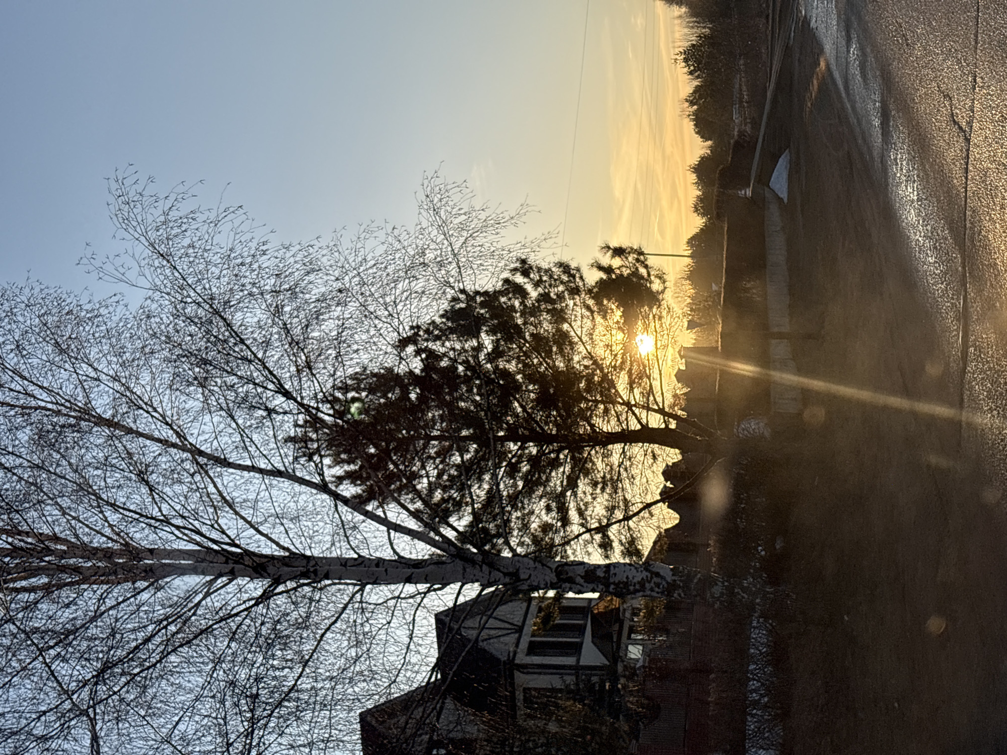 The image shows a view from what appears to be a street in Прикамский, Russia, taken during a sunset or sunrise. In the foreground, there's a bare birch tree with slender branches and a second tree with green needles. A glimpse of a building with dark gabled windows is visible below the birch tree. The sun is positioned low on the horizon, emitting bright rays of light. In the background, there are trees on the horizon, and a wet road surface is visible.