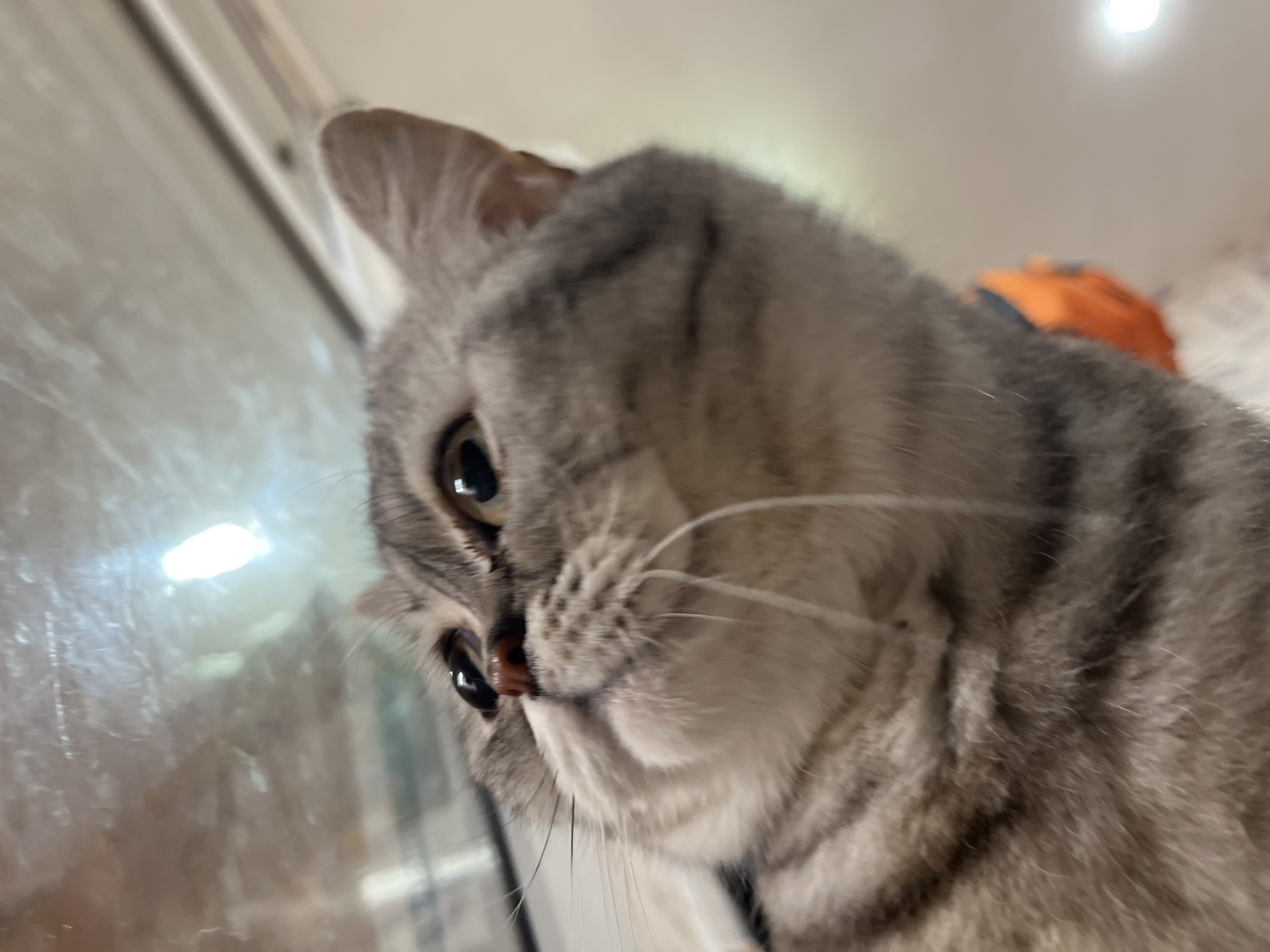 The image shows a close-up of a gray tabby cat looking down at the camera. The cat has green eyes and a pink nose. The cat appears to be indoors, with a window visible in the background. An orange object is slightly visible behind the cat. The specific location is unknown.