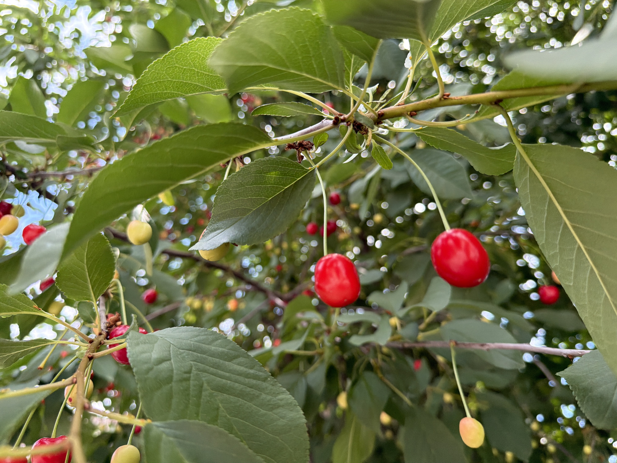 A close-up, low-angle shot captures a cherry tree branch laden with ripe red and unripe yellow cherries. Lush green leaves fill the foreground and frame the scene, with a soft bokeh of sunlight filtering through the foliage in the background. The image appears to have been taken outdoors in a natural setting, likely a garden or orchard, with no people or structures visible. The lighting suggests it is daytime, and the overall impression is one of natural bounty.