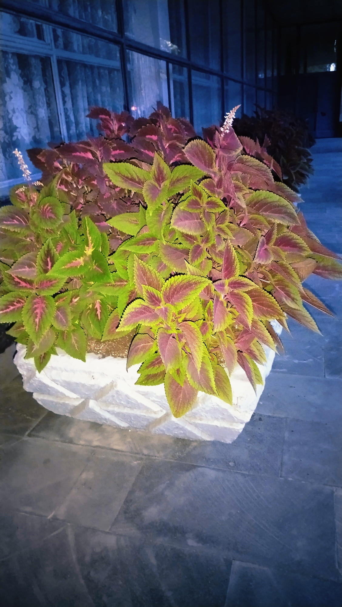 In the city of Horishni Plavni, Ukraine, a close-up, eye-level shot captures a white, geometrically faceted planter filled with coleus plants. The plants exhibit a vibrant contrast of lime green and deep magenta leaves, with some showing small, delicate white flower spikes. The planter sits on a dark gray tiled surface, suggesting an outdoor or patio setting. In the background, large windows with sheer curtains are visible, illuminated by a cool blue light, possibly indicating nighttime. The overall scene is dimly lit, creating a dramatic and somewhat surreal atmosphere.