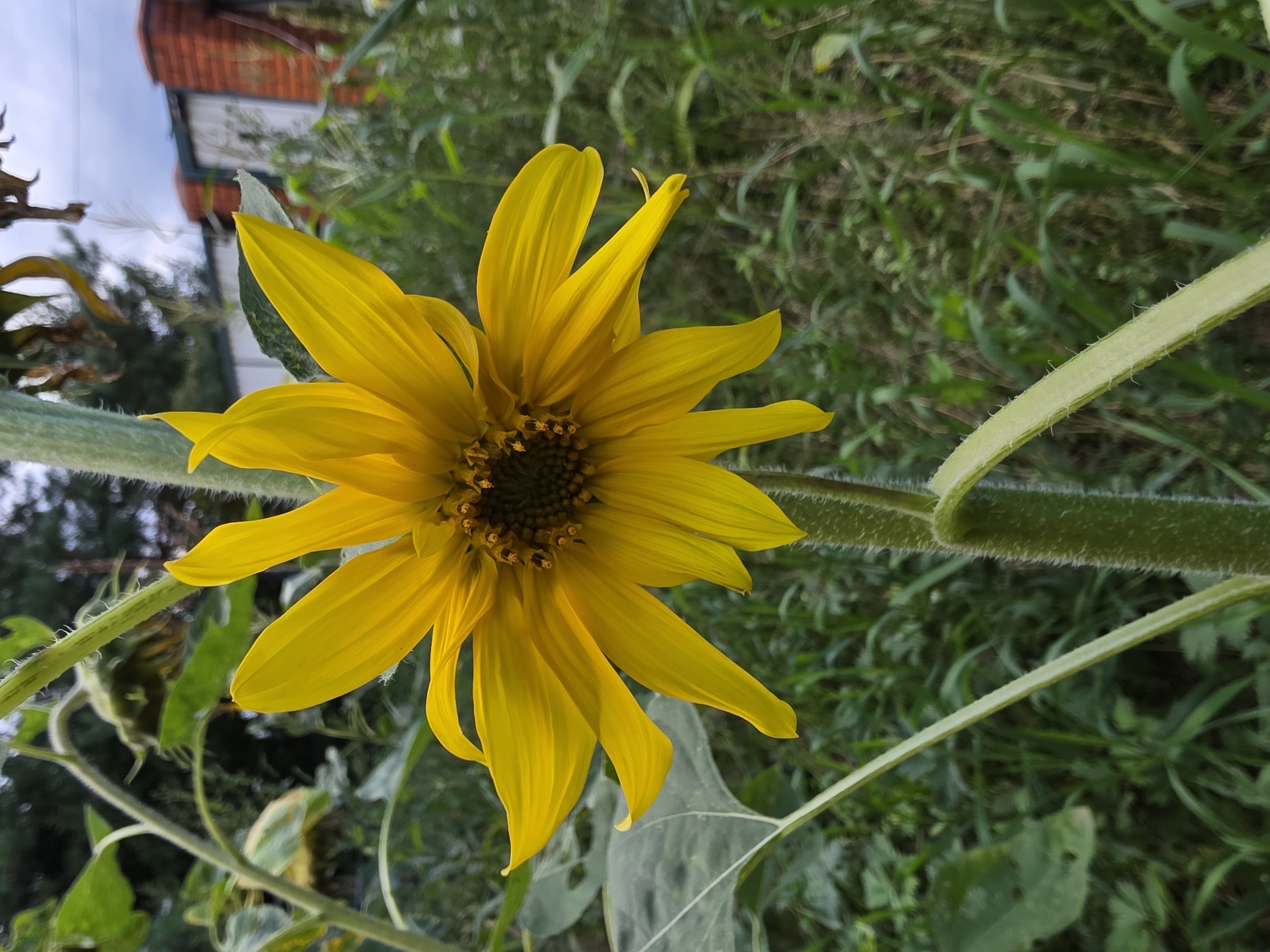 A close-up, full-frame shot captures a bright yellow sunflower in bloom. The sunflower's face is angled slightly to the right and upwards, with its petals spread wide. The center of the flower is dark brown, with small, developing seeds visible. The thick, green stem of the sunflower is fuzzy and textured, and it runs vertically through the center of the image. To the left, a large, light green leaf is partially visible, also textured. The background is a blur of green foliage and grass, with hints of trees and a brick building in the distance. The sky above is overcast and gray. The image appears to be taken outdoors in a garden or natural setting. There are no people or animals visible in the frame. The scene is devoid of any identifiable urban elements or landmarks.