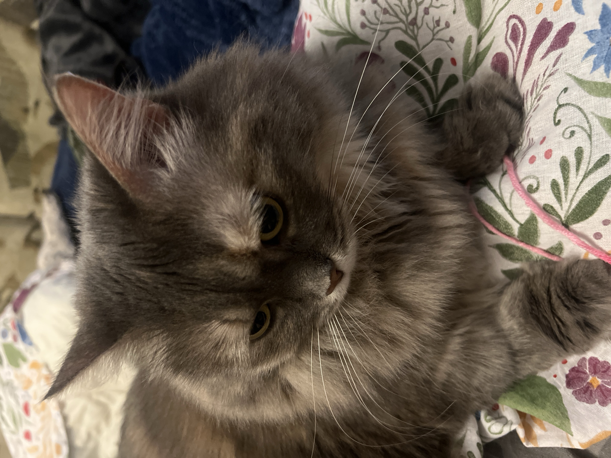 The image is a close-up, medium-shot photograph of a long-haired, grey cat. The cat is lying down on a patterned fabric surface, which appears to be part of a bed or sofa. The fabric has a floral design with green leaves and various colored flowers, including purple and pink. A strand of pink yarn is also visible on the fabric, partially under the cat's paw. The cat's fur is dense and fluffy, with subtle tabby markings visible on its face and body. Its eyes are partially closed and appear to be a yellowish-green color. The cat's expression is somewhat somber or sleepy. The background is blurred, showing hints of bedding and possibly a dark blue blanket. The lighting in the image is soft, creating shadows on the cat's face. There is no indication of the cat's location within the city of Kyiv, Ukraine, or any other specific geographical context. The image is a still photograph and does not depict any actions or interactions beyond the cat resting.
