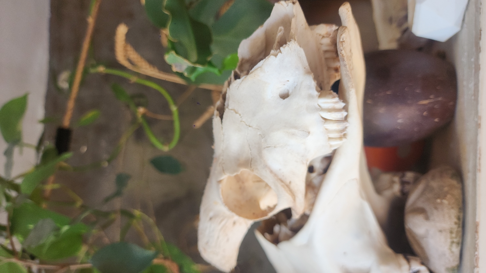 A bone skull sits within a display case, partially obscured by green foliage. A dark, round object and other indistinct items are visible within the case behind the skull. The scene suggests a museum or exhibition setting. There is no evidence suggesting the location of Moscow, Russia.